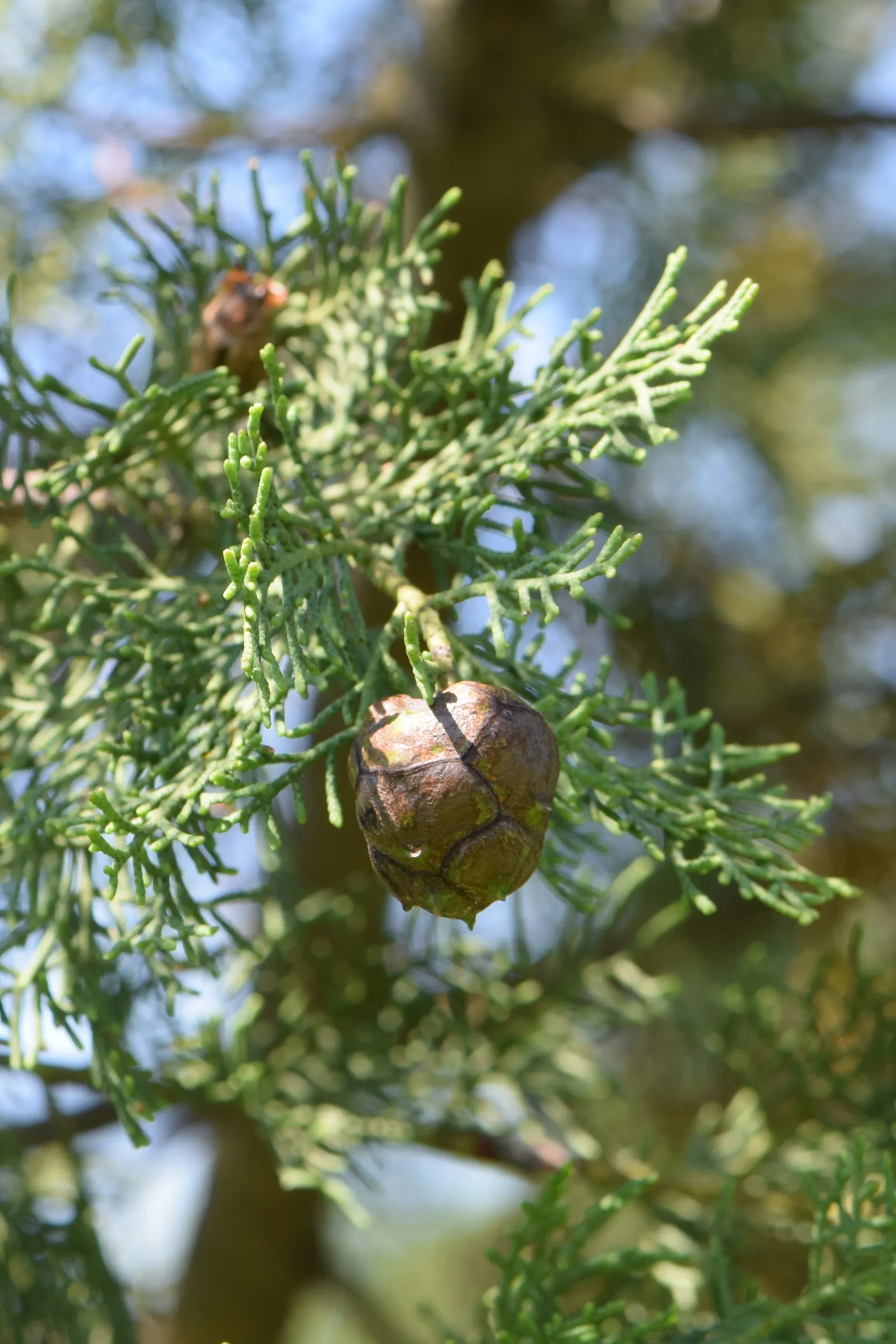 Saharan Cypress (Cupressus Dupreziana) — although more commonly it is seen at 20 to 30 feet in cultivated landscapes