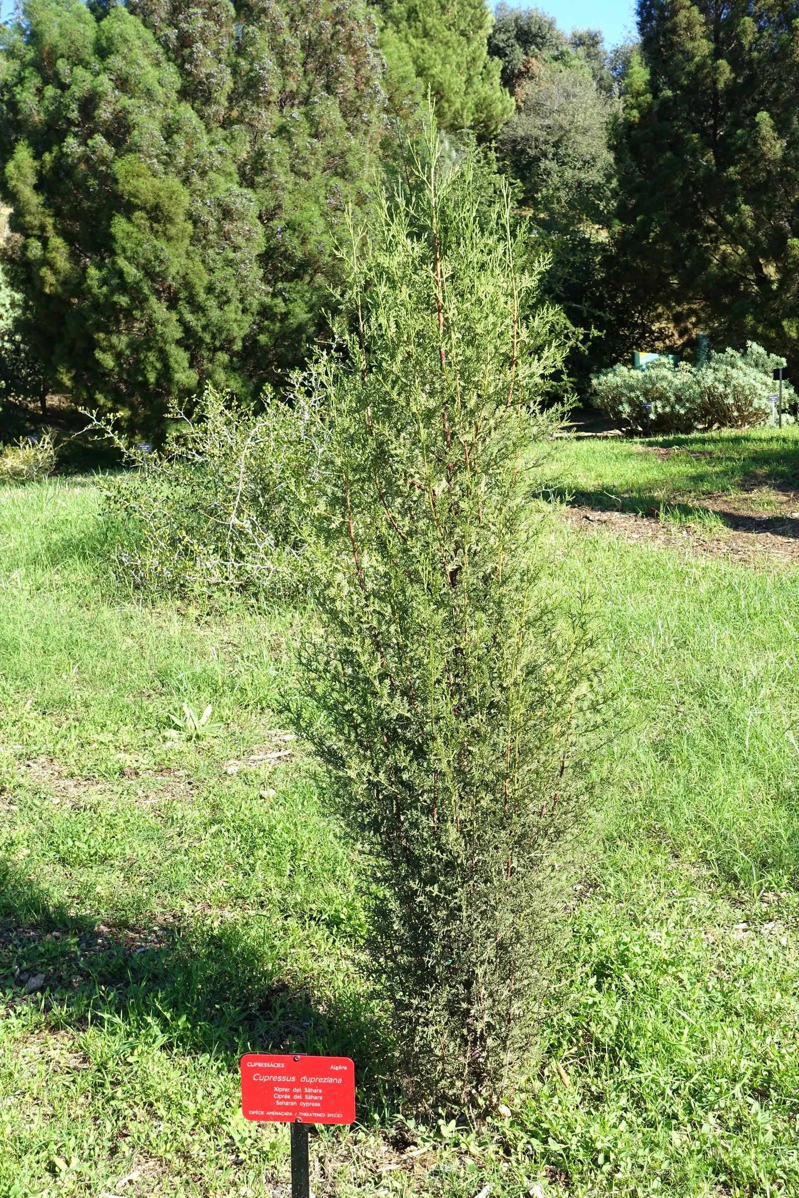 Saharan Cypress (Cupressus Dupreziana) — often irregular columnar form