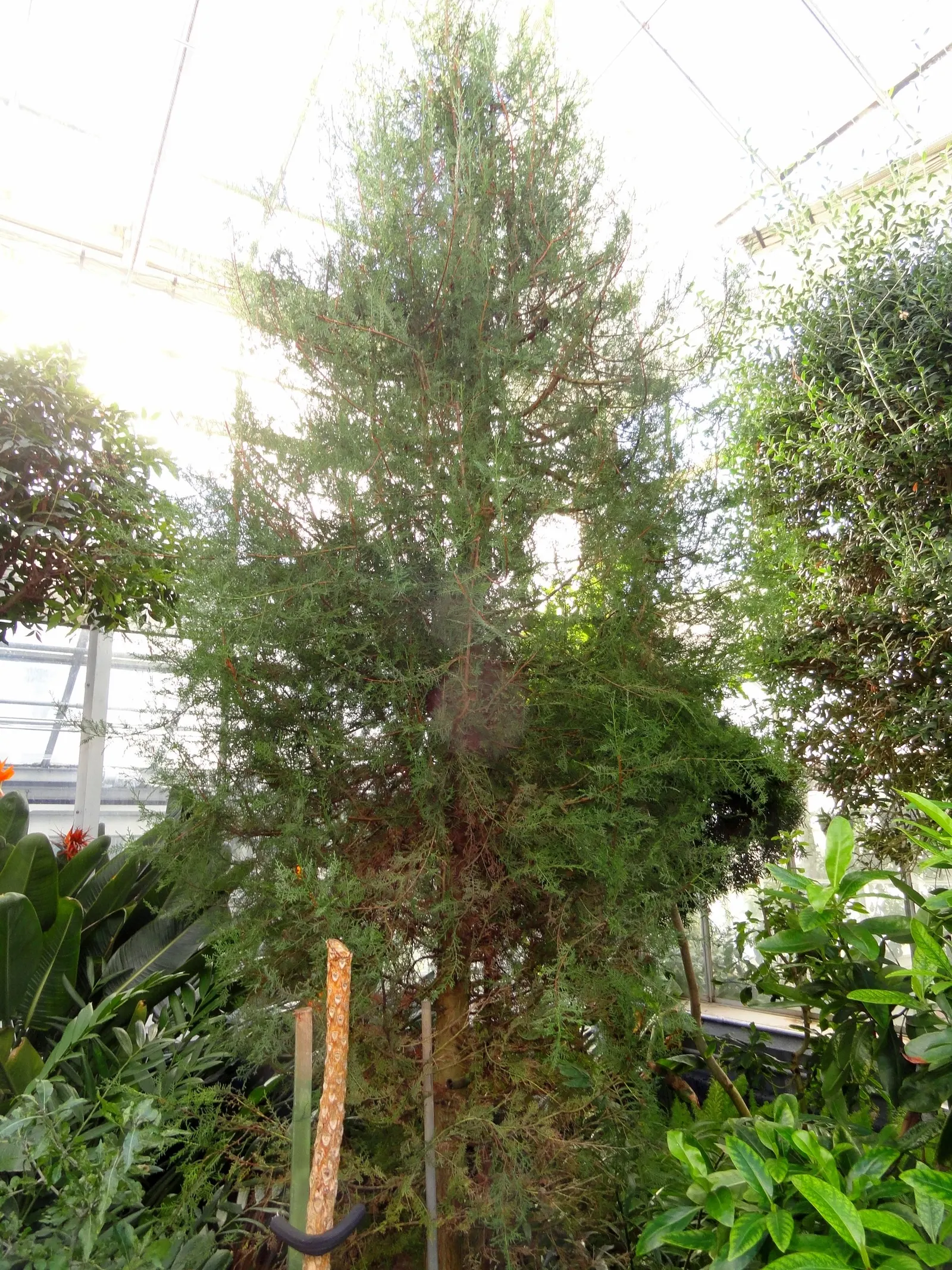 Saharan Cypress (Cupressus Dupreziana) — adapted to the extreme conditions of the Saharan desert