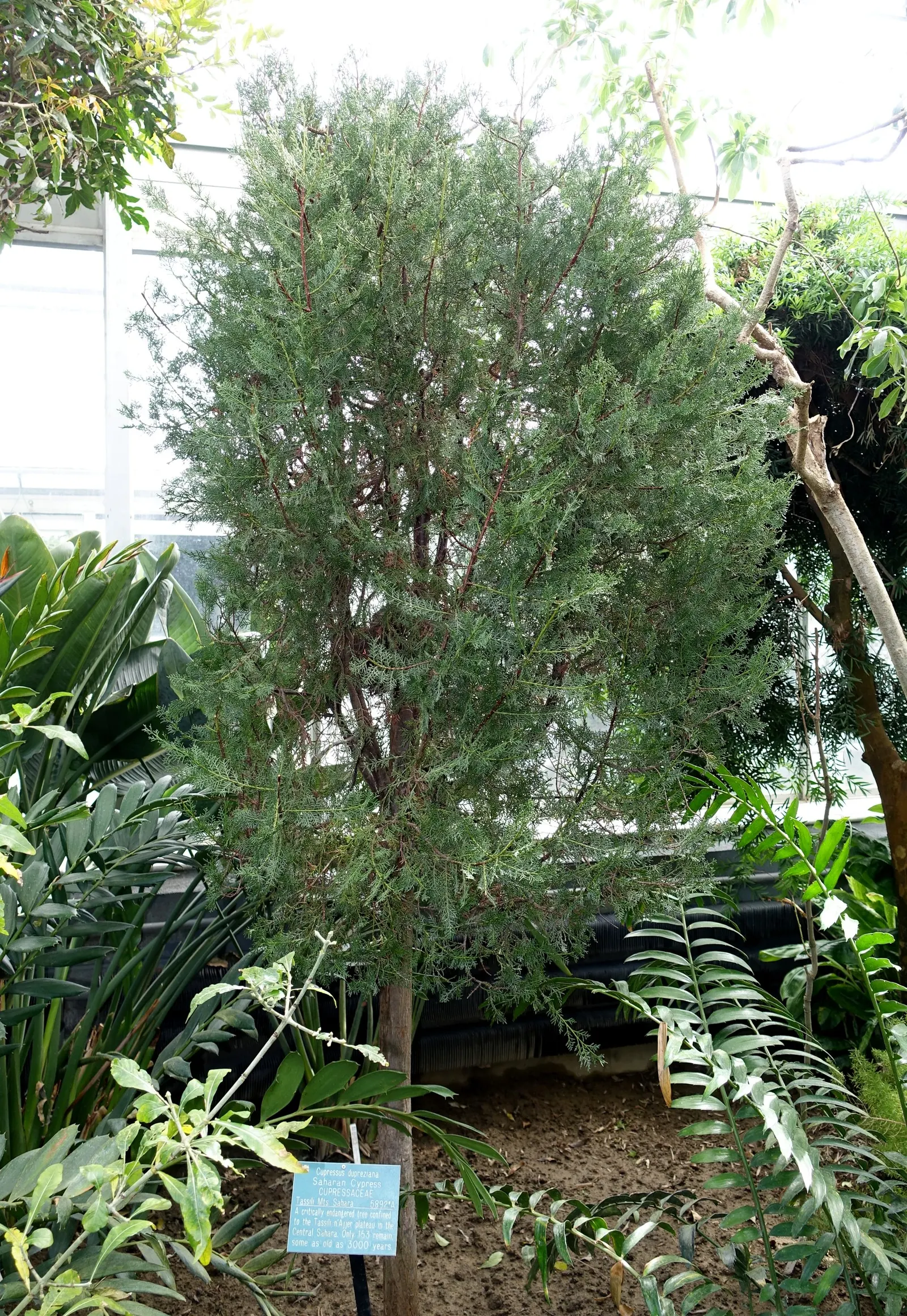 Saharan Cypress (Cupressus Dupreziana) — is a conifer of remarkable endurance