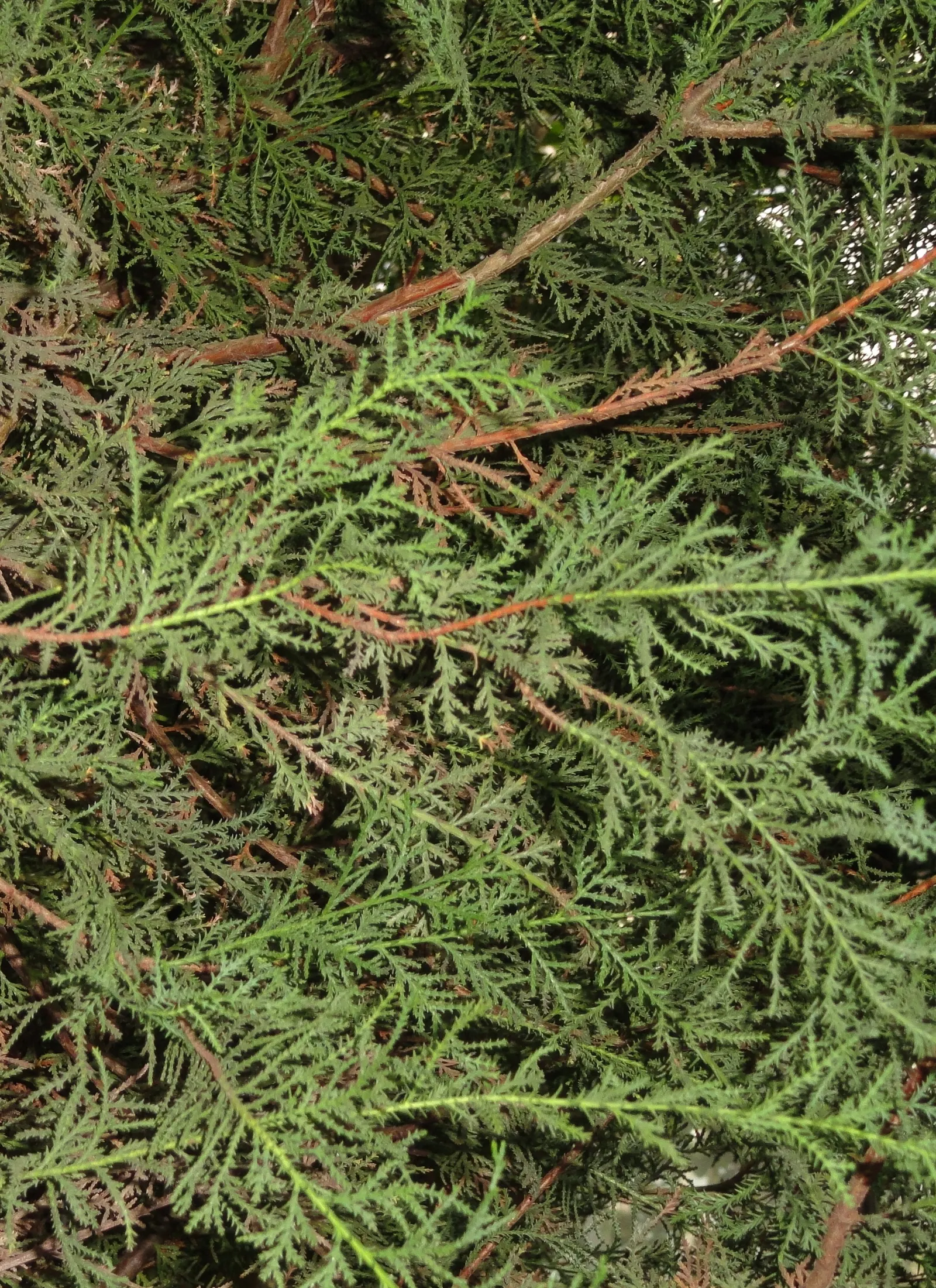 Saharan Cypress (Cupressus Dupreziana) — Its dense, bluish-green foliage and conical form make it a striking choice for xeriscapes