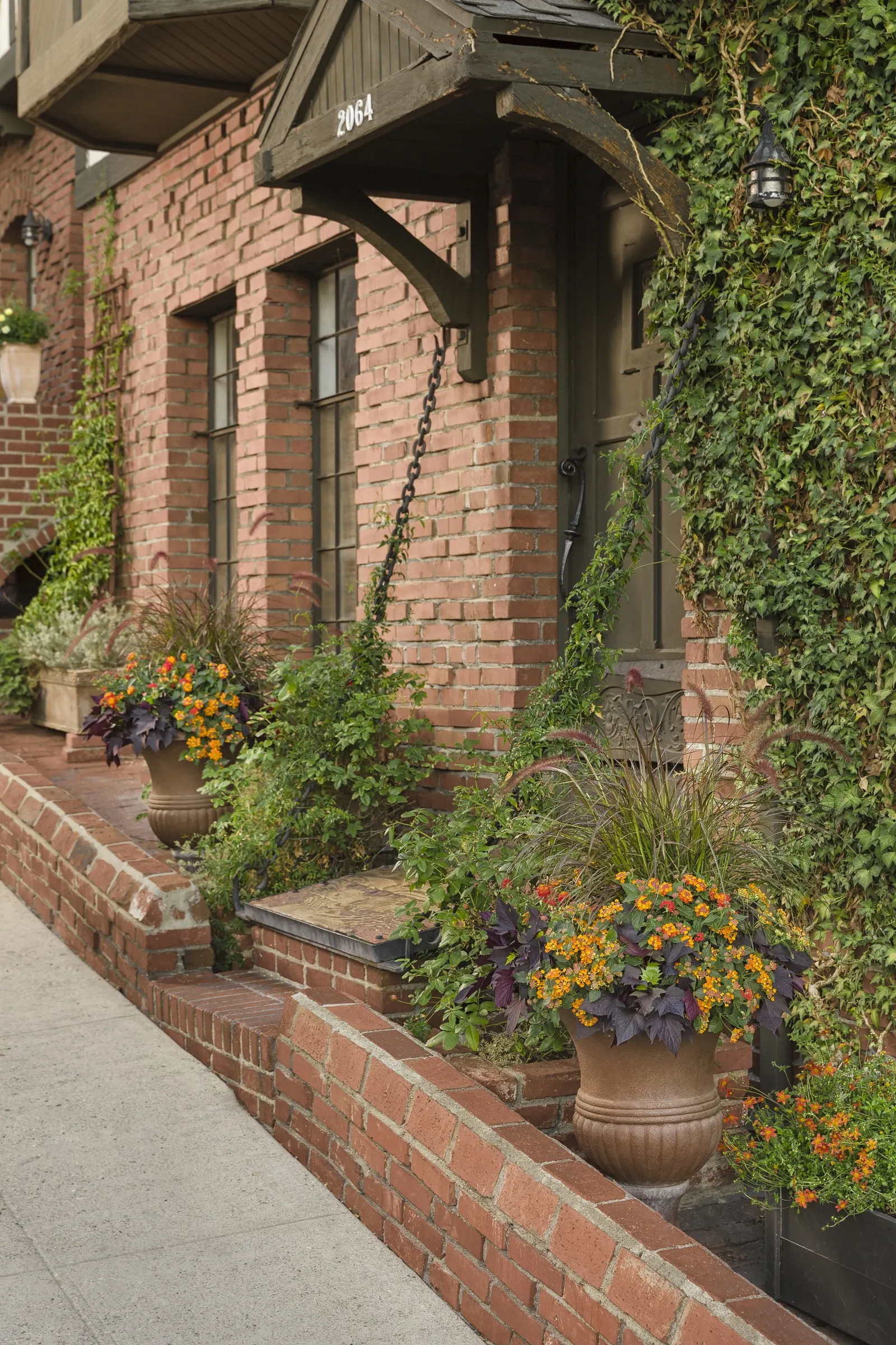 Flame Bidens — especially with other heat-loving companions such as Luscious® lantana or Superbena® verbena