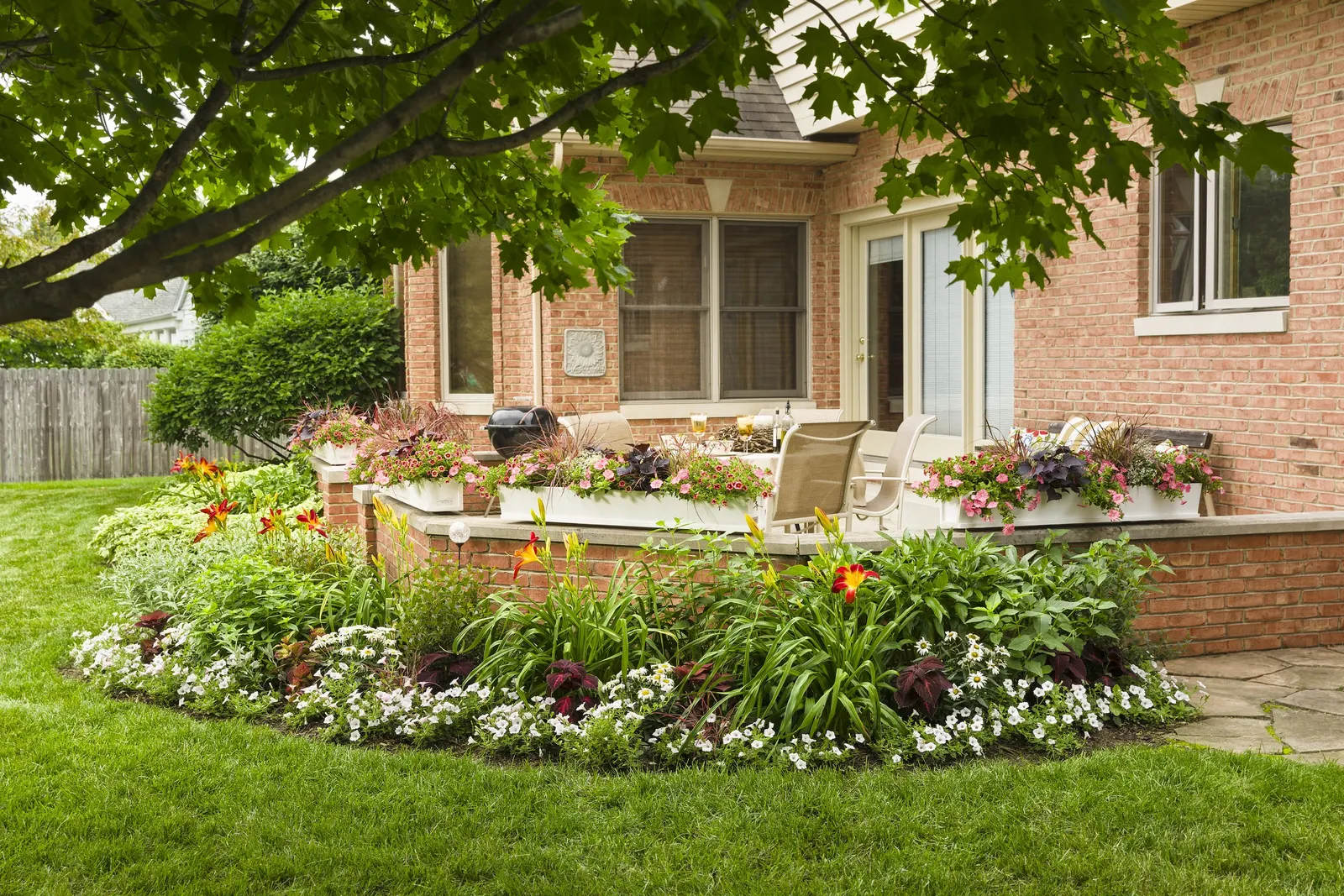 Daisy May® Shasta Daisy (Leucanthemum superbum) — it serves as a bright seasonal thriller