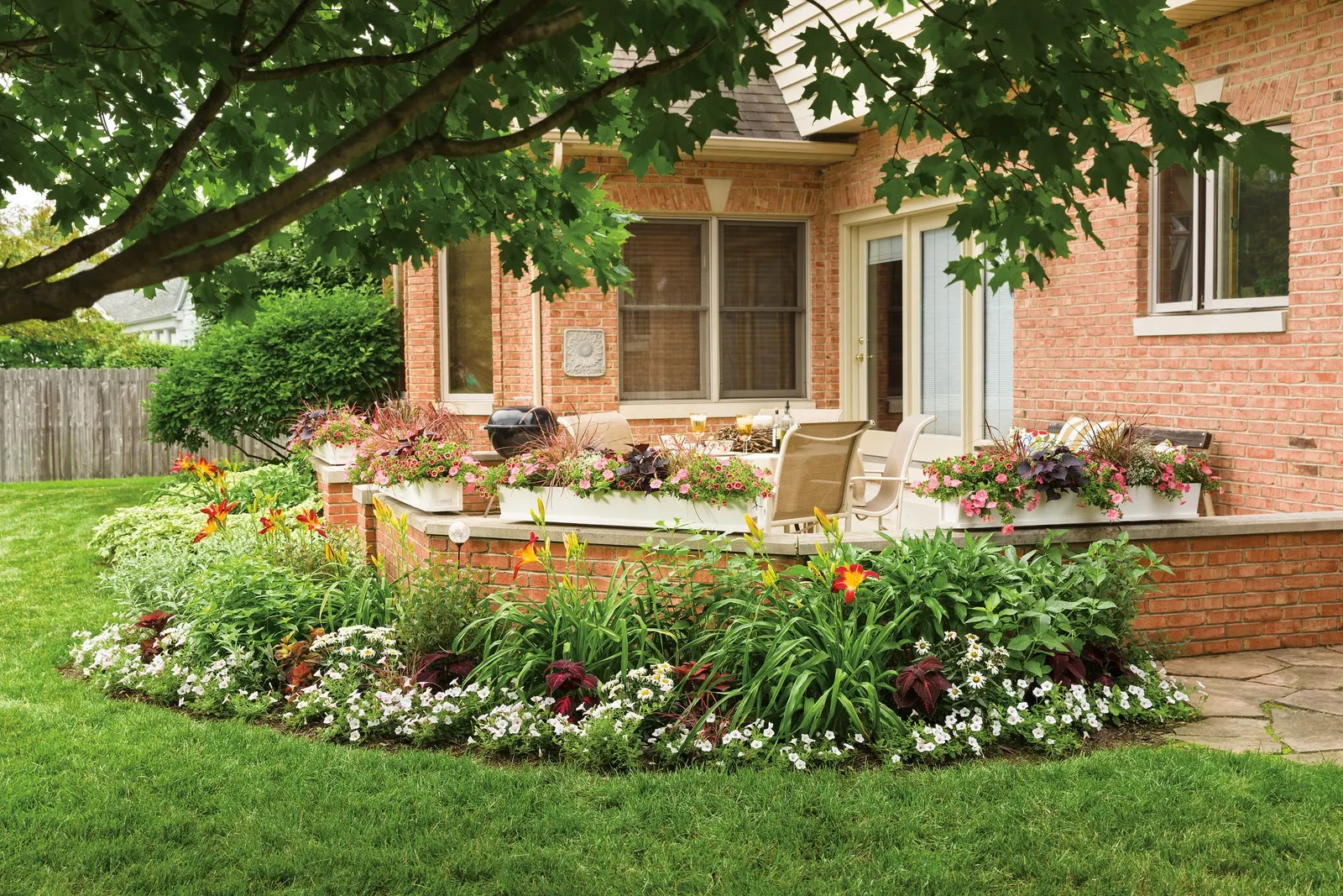 Daisy May® Shasta Daisy (Leucanthemum superbum) — In areas with heavy rains or rich soils