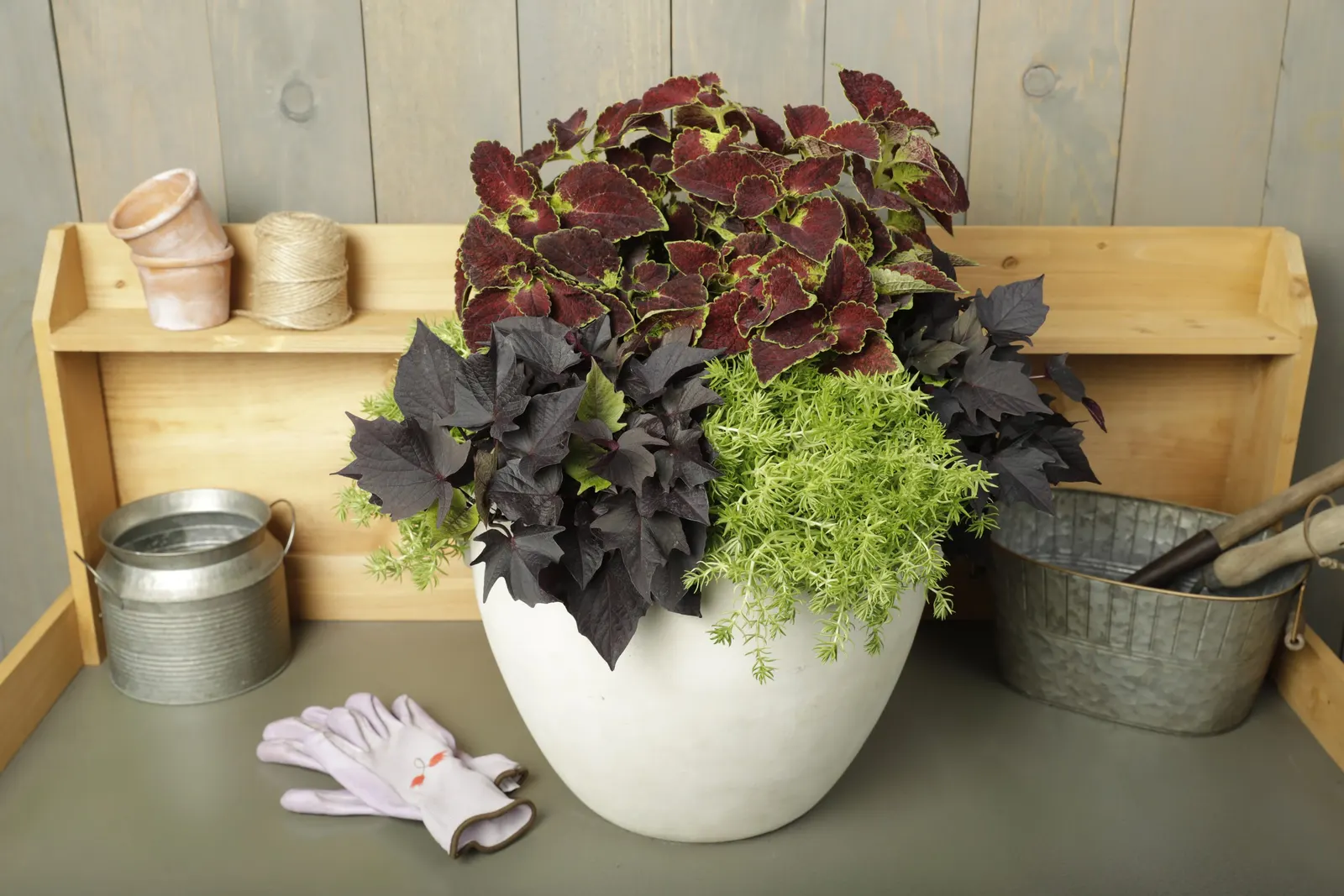 Dipt in Wine Coleus (Coleus scutellarioides) — To keep foliage in top shape, pinch off the blooms as they appear if you wish; be careful not to, image 84