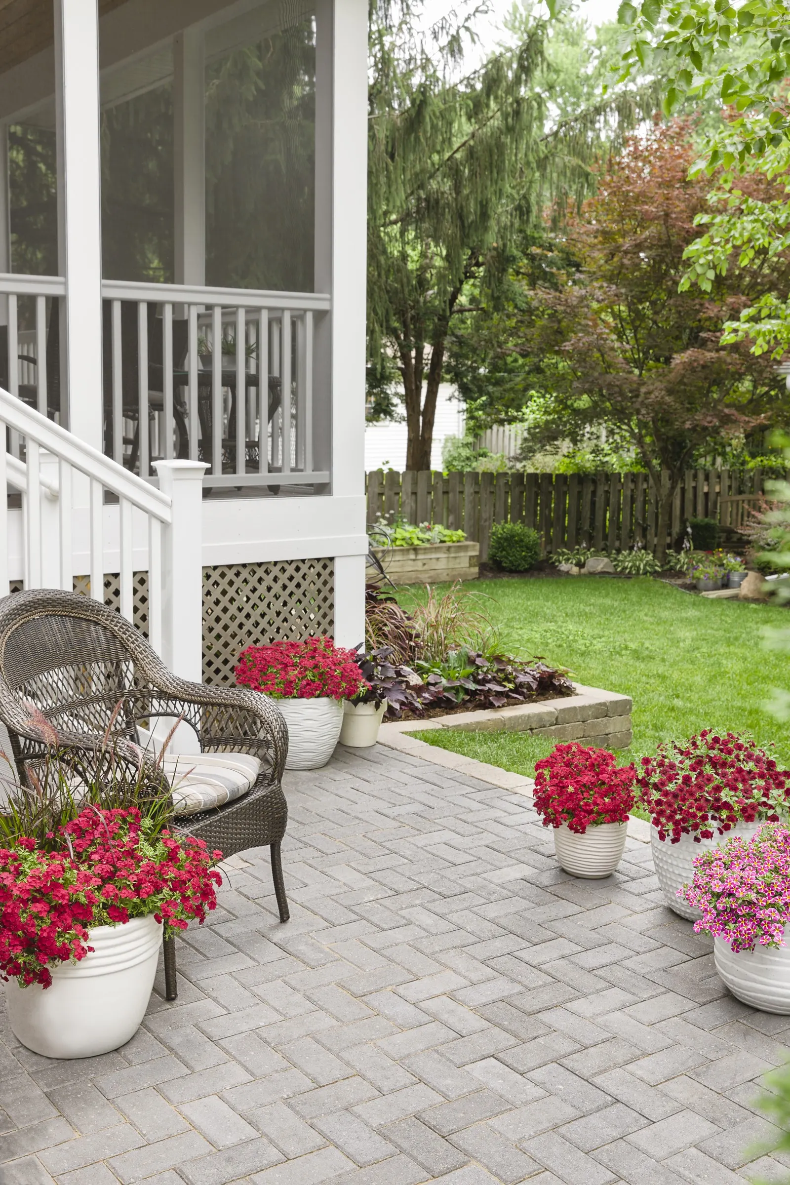 Double Ruby Double Calibrachoa — When planting Calibrachoa I often give the plants a slight trim