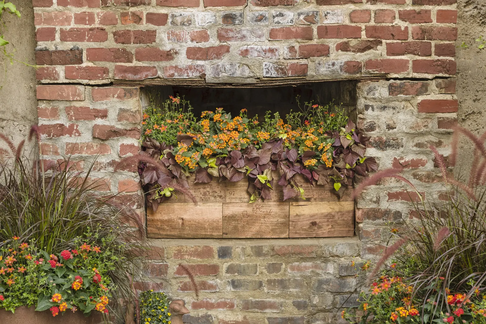 Flame Bidens — more regular feeding will help sustain its lush growth and continuous bloom