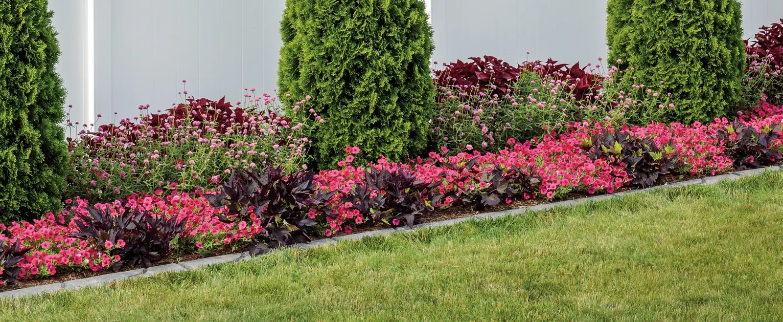 Rediculous® Coleus (Coleus scutellarioides) — woven through perennial beds; maintenance is easy: deadheading is not necessary, image 119