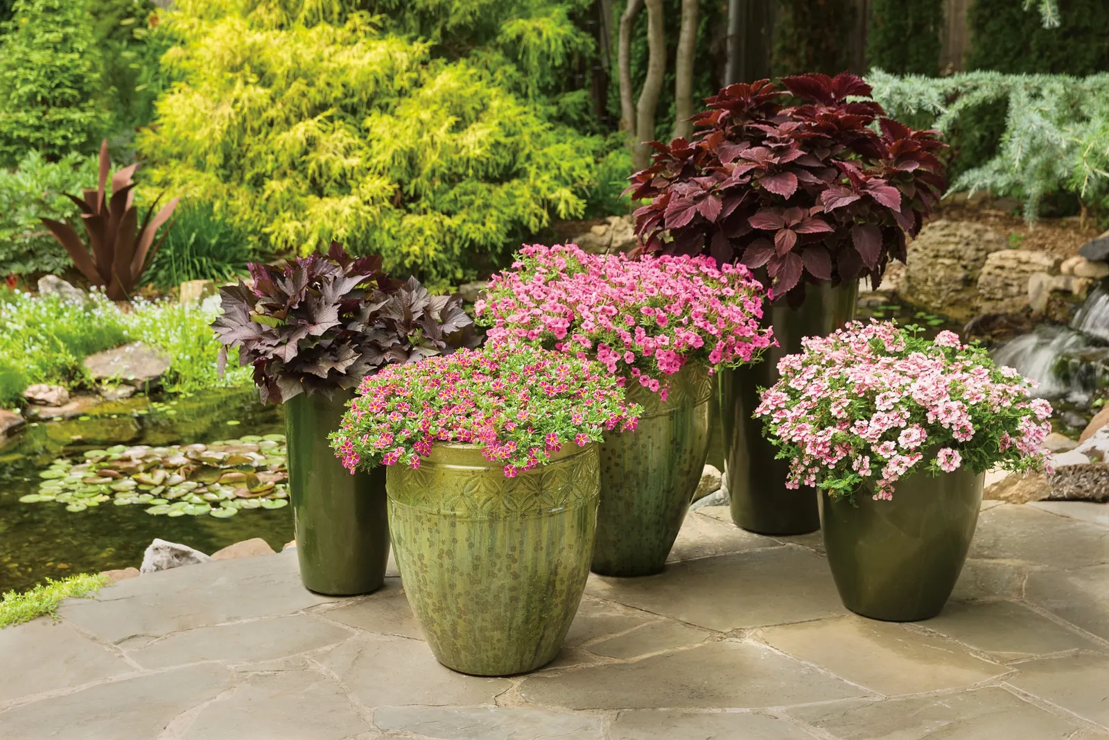 Rising Star™ Calibrachoa — Plant in part sun to full sun with average, well-drained soil and regular feeding; avoid overly wet roots