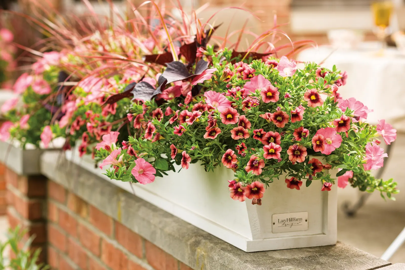 Bermuda Beach® III Petunia — and the front of sunny borders
