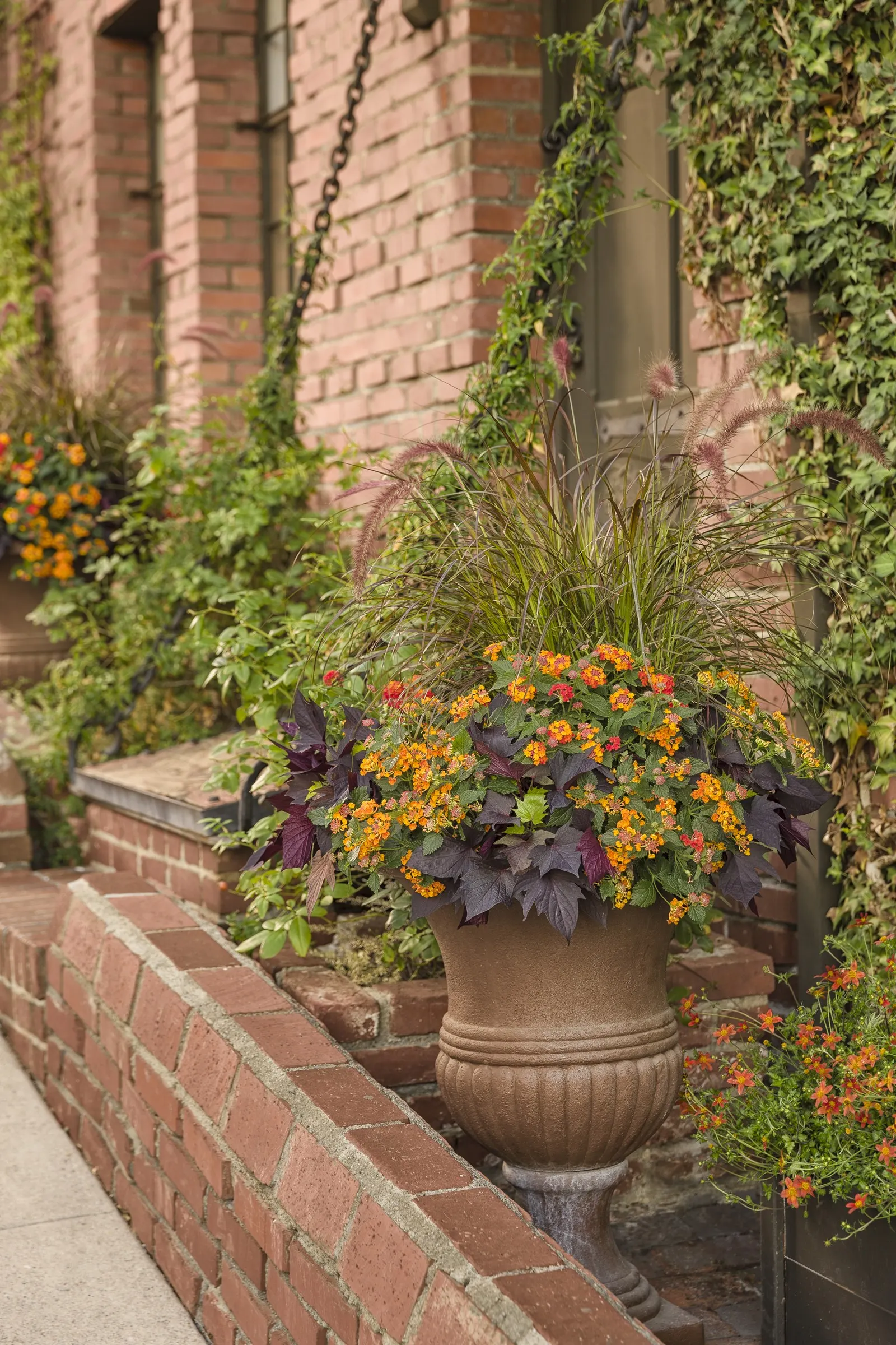 Flame Bidens — If it begins to overstep its allotted space