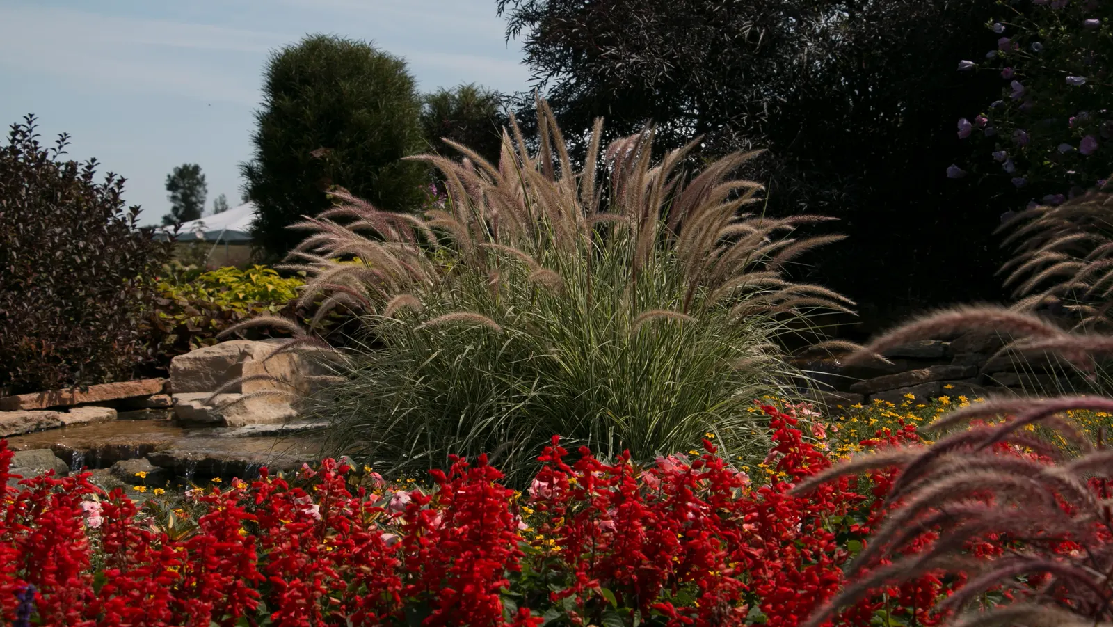 Sky Rocket Fountain Grass (Pennisetum setaceum) — Arching plumes of white flowers with green and white stripes foliage on sky rocket fountain grass; not all