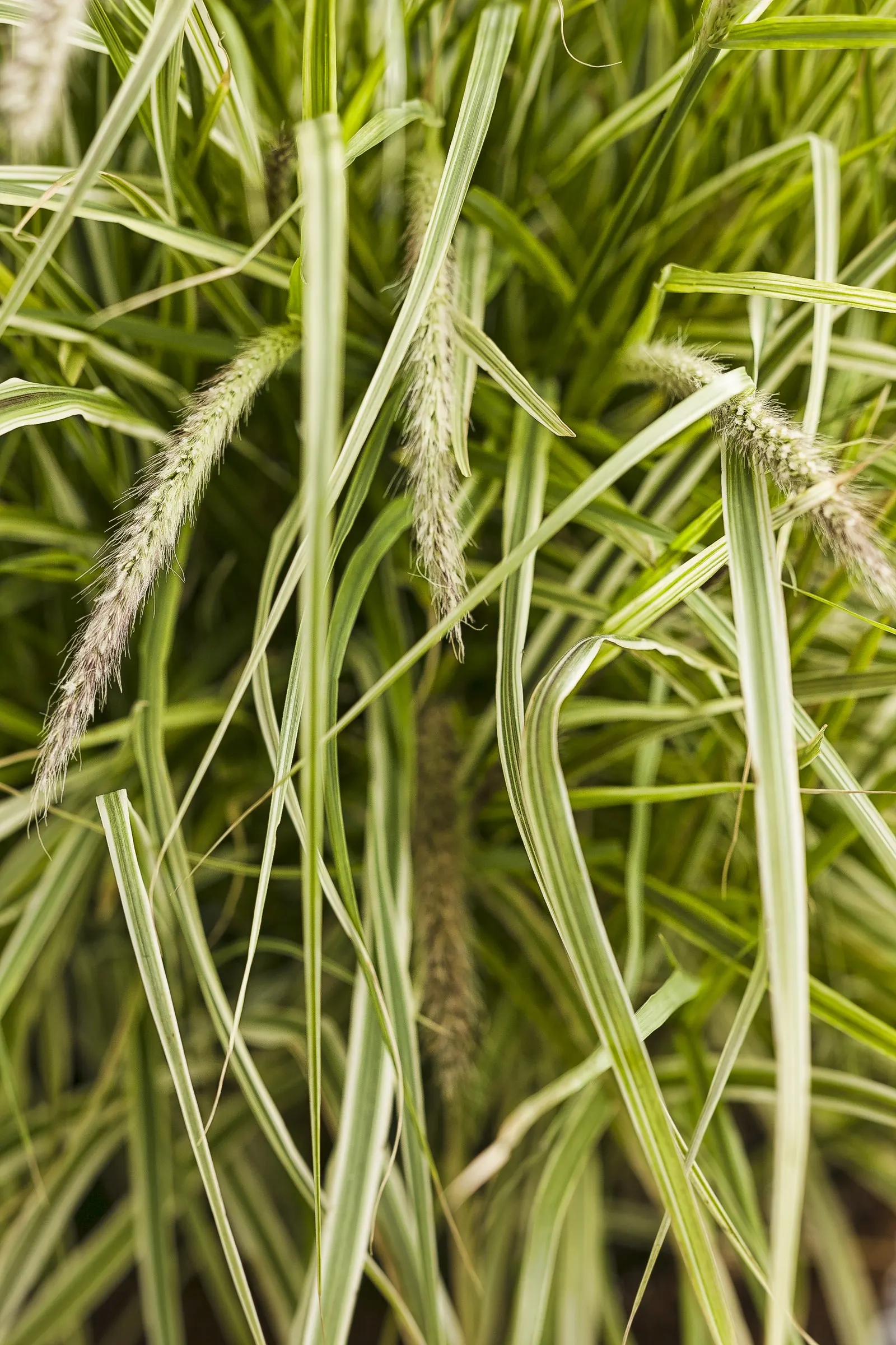 Sky Rocket Fountain Grass (Pennisetum setaceum) — the plants should be treated as annual ornamental grass like sky rocket fountain grass; where, image 113