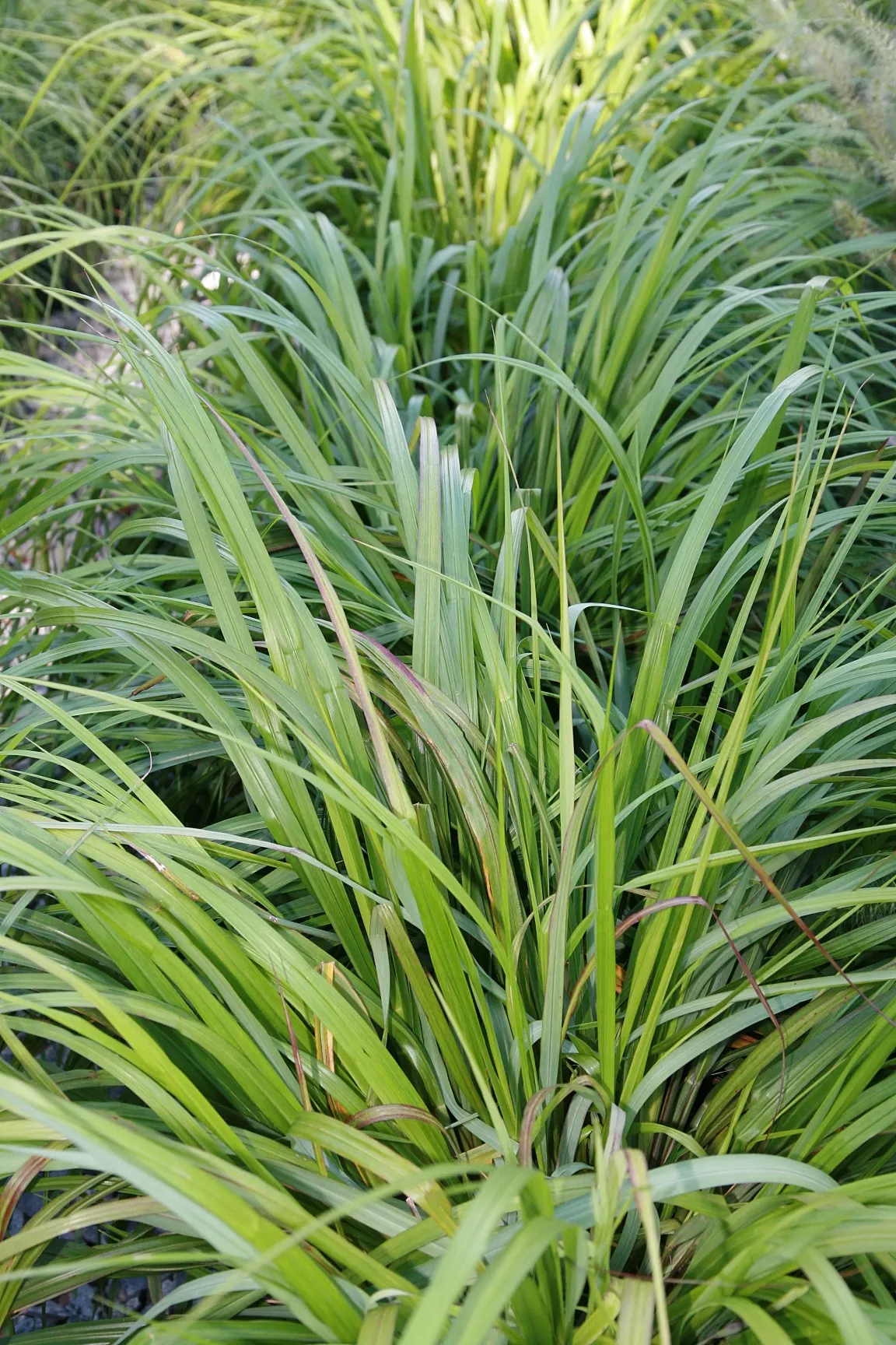 Black Flowering Fountain Grass (Pennisetum Alopecuroides 'Moudry') — is a perennial ornamental grass growing 2-3 feet tall and wide