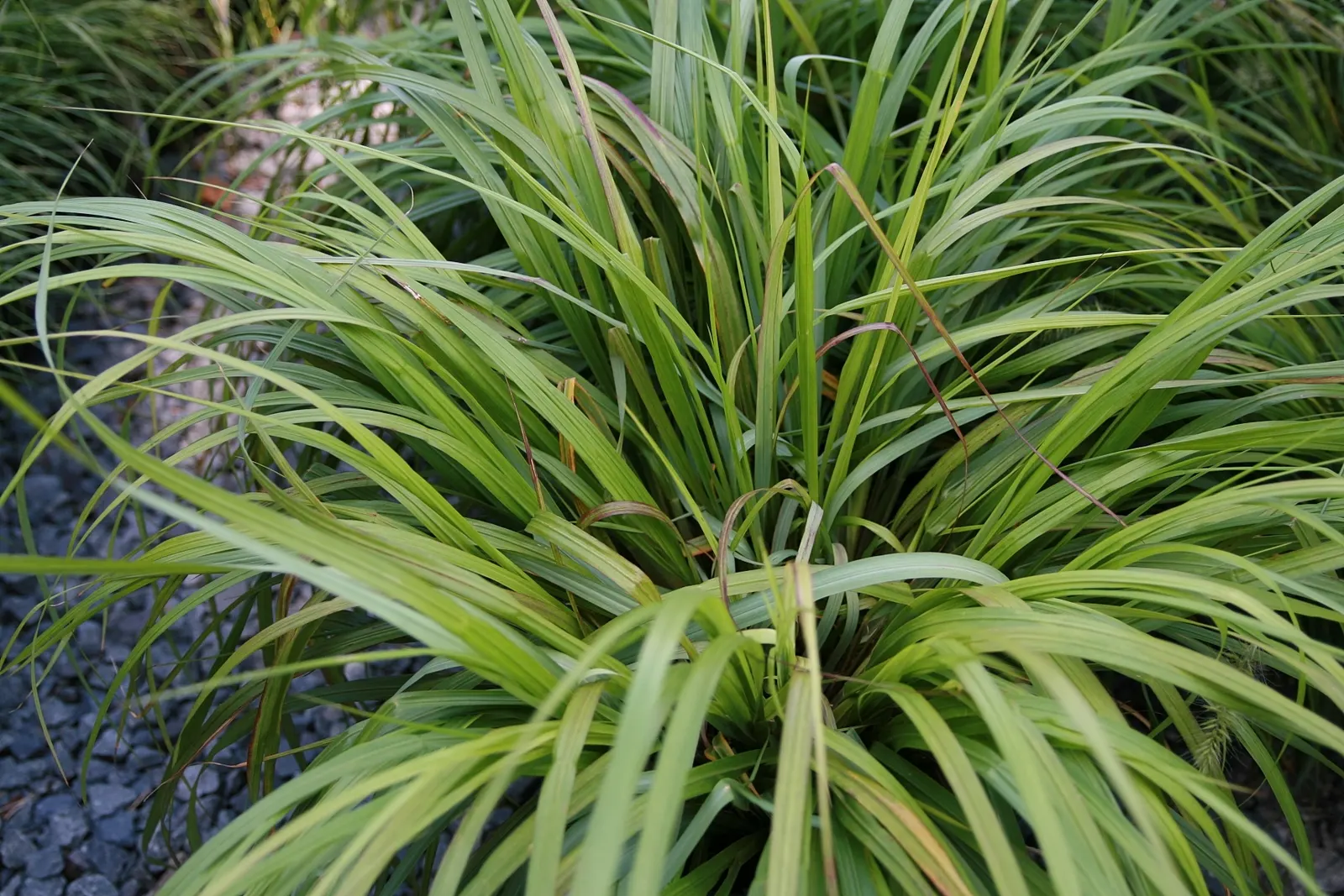 Black Flowering Fountain Grass (Pennisetum Alopecuroides 'Moudry') — It flaunts bottlebrush plumes that start a smoky purple and mature to black in fall