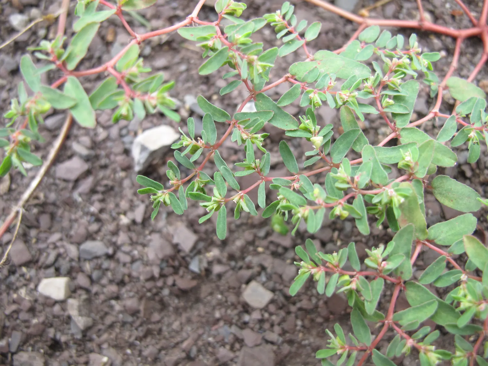 Cat Thyme (Teucrium Marum) — making it ideal for rock gardens or borders; attracts pollinators while deterring cats with its strong scent