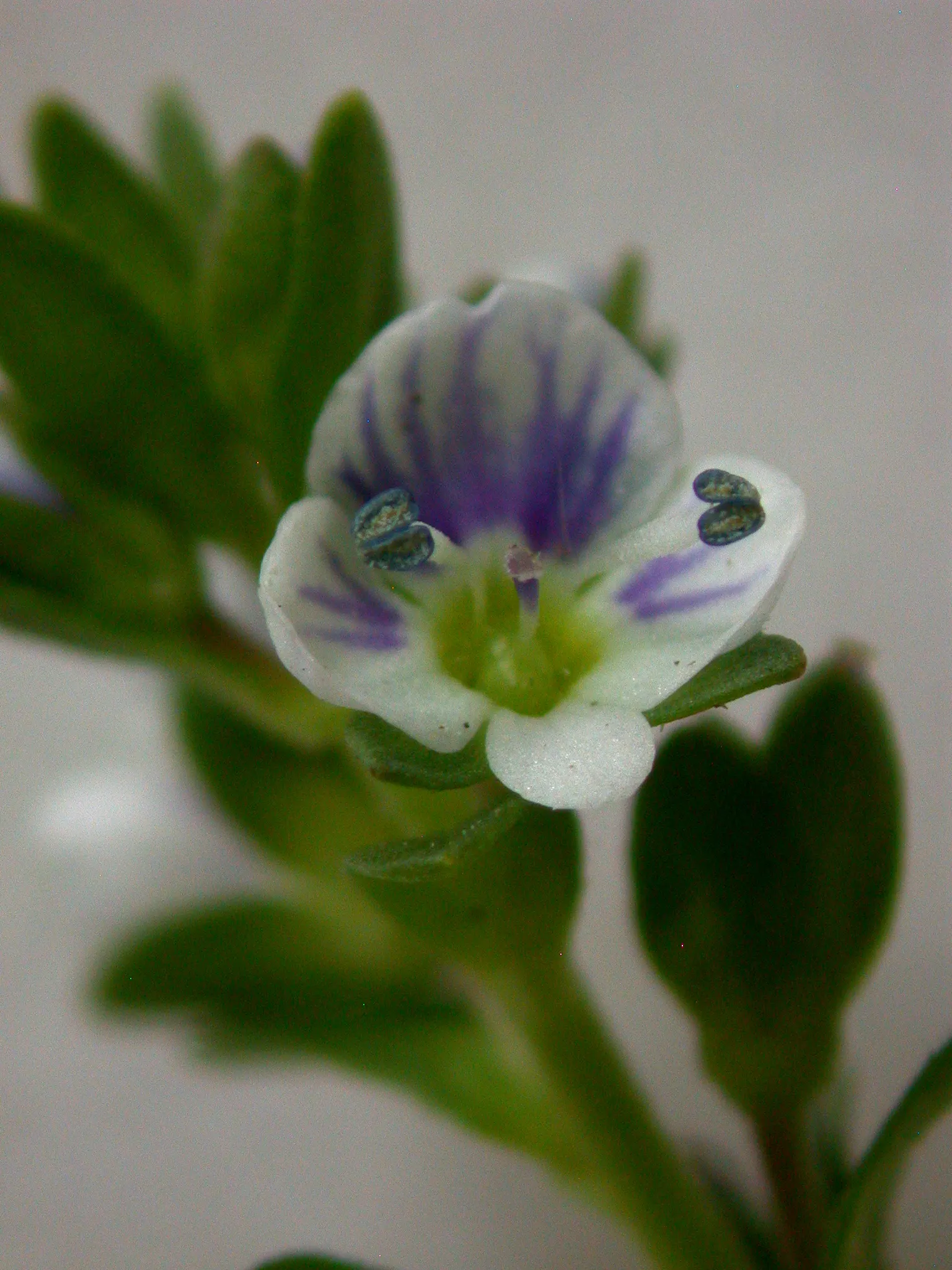 Cat Thyme (Teucrium Marum) — making it ideal for rock gardens or borders