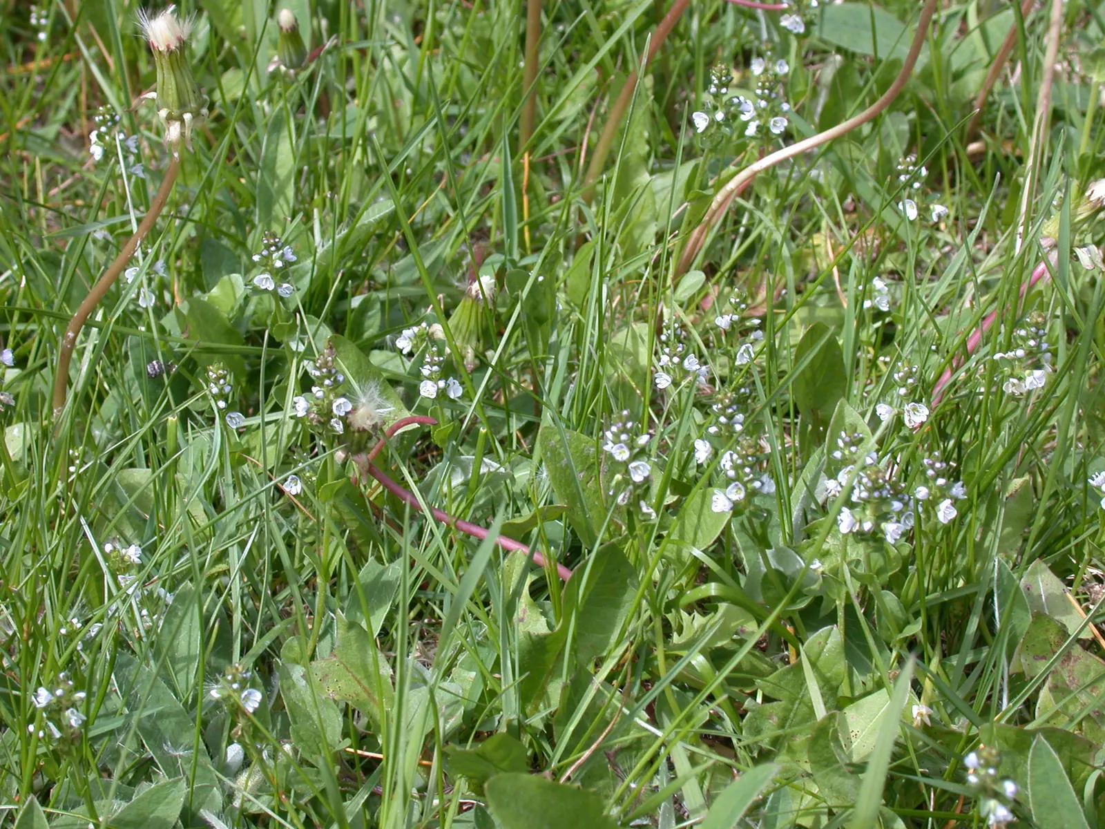 Cat Thyme (Teucrium Marum) — Flourishing in full sun, it reaches 12-18 inches in height and spreads 12 inches wide