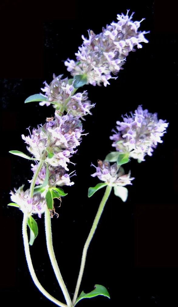Cat Thyme (Teucrium Marum) — adding a dynamic layer of activity and interest.<br><br>Thriving in USDA hardiness zones 5 to 9