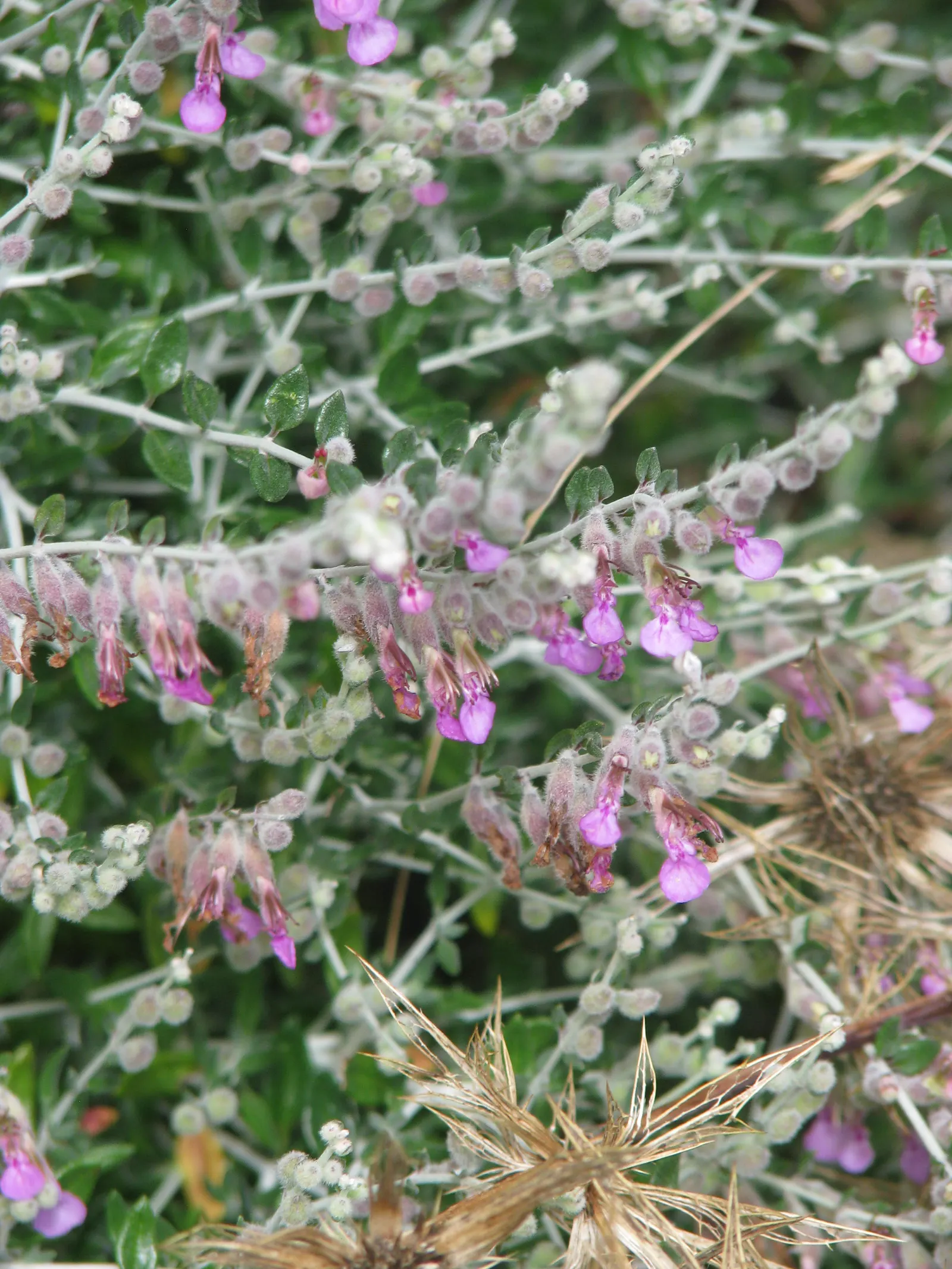 Cat Thyme (Teucrium Marum) — pink flowers in the garden