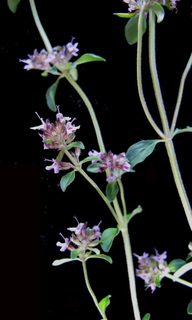 Cat Thyme (Teucrium Marum) — reaching approximately 4 to 8 inches in height