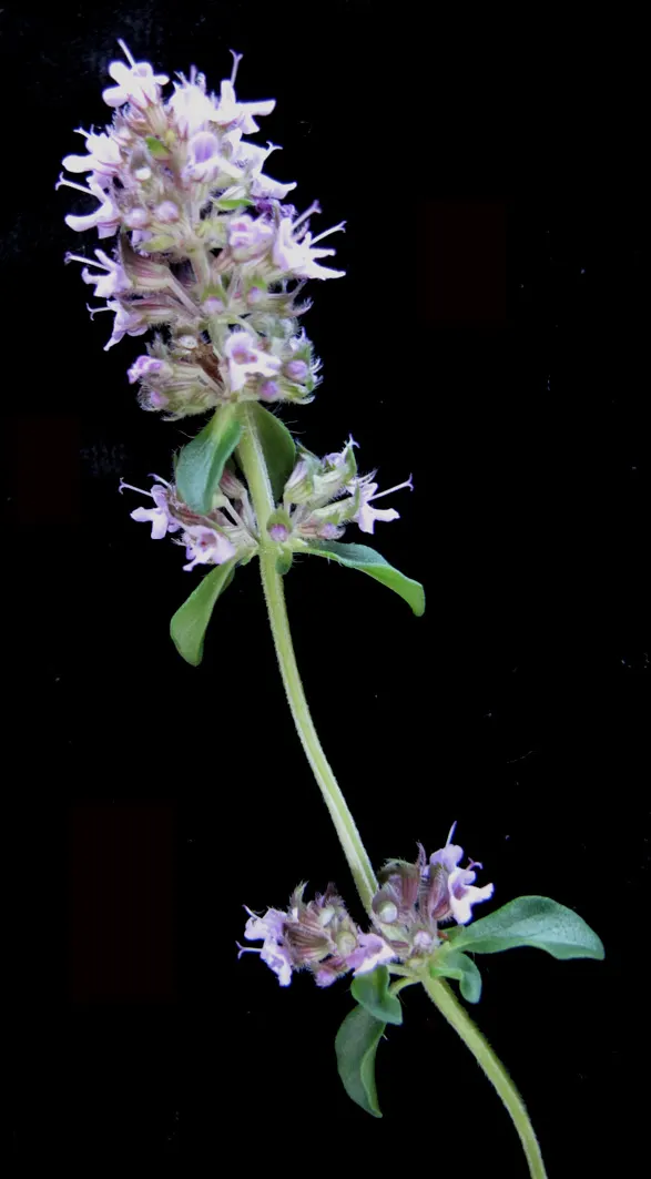 Cat Thyme (Teucrium Marum) — commonly known as Cat Thyme