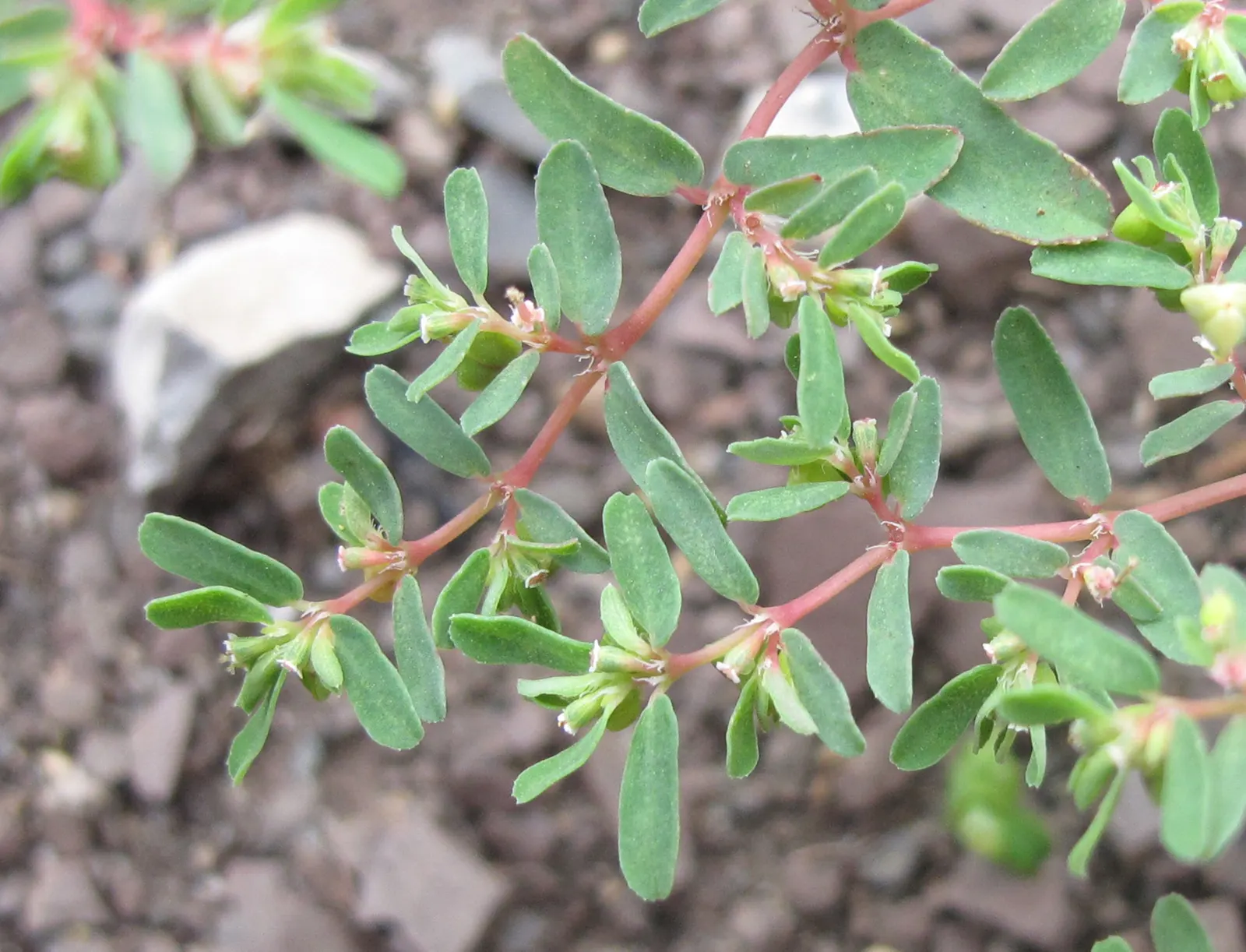 Cat Thyme (Teucrium Marum) — making it an excellent choice for xeriscaping or water-efficient gardens.<br><br>For optimal performance