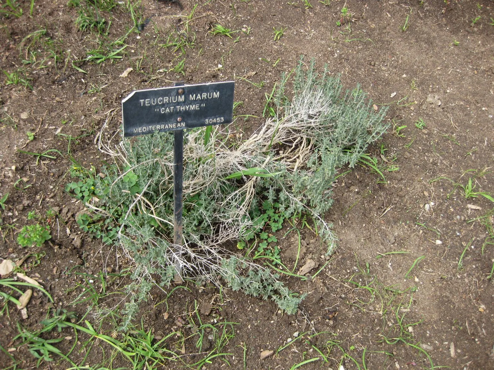 Cat Thyme (Teucrium Marum) — Attracts pollinators while deterring cats with its strong scent