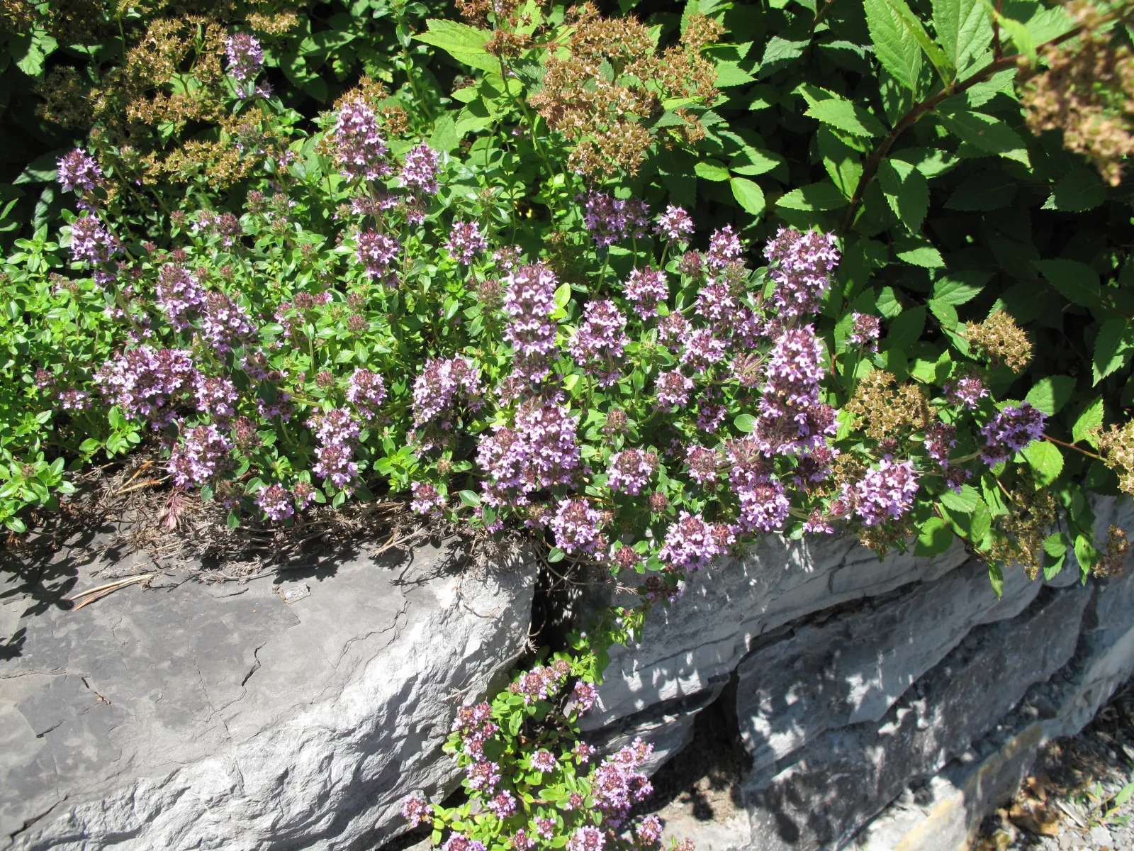 Cat Thyme (Teucrium Marum) — Low-maintenance and drought-tolerant; it's hardy to temperatures as low as -20 to -10&deg;F, ensuring resilience in various