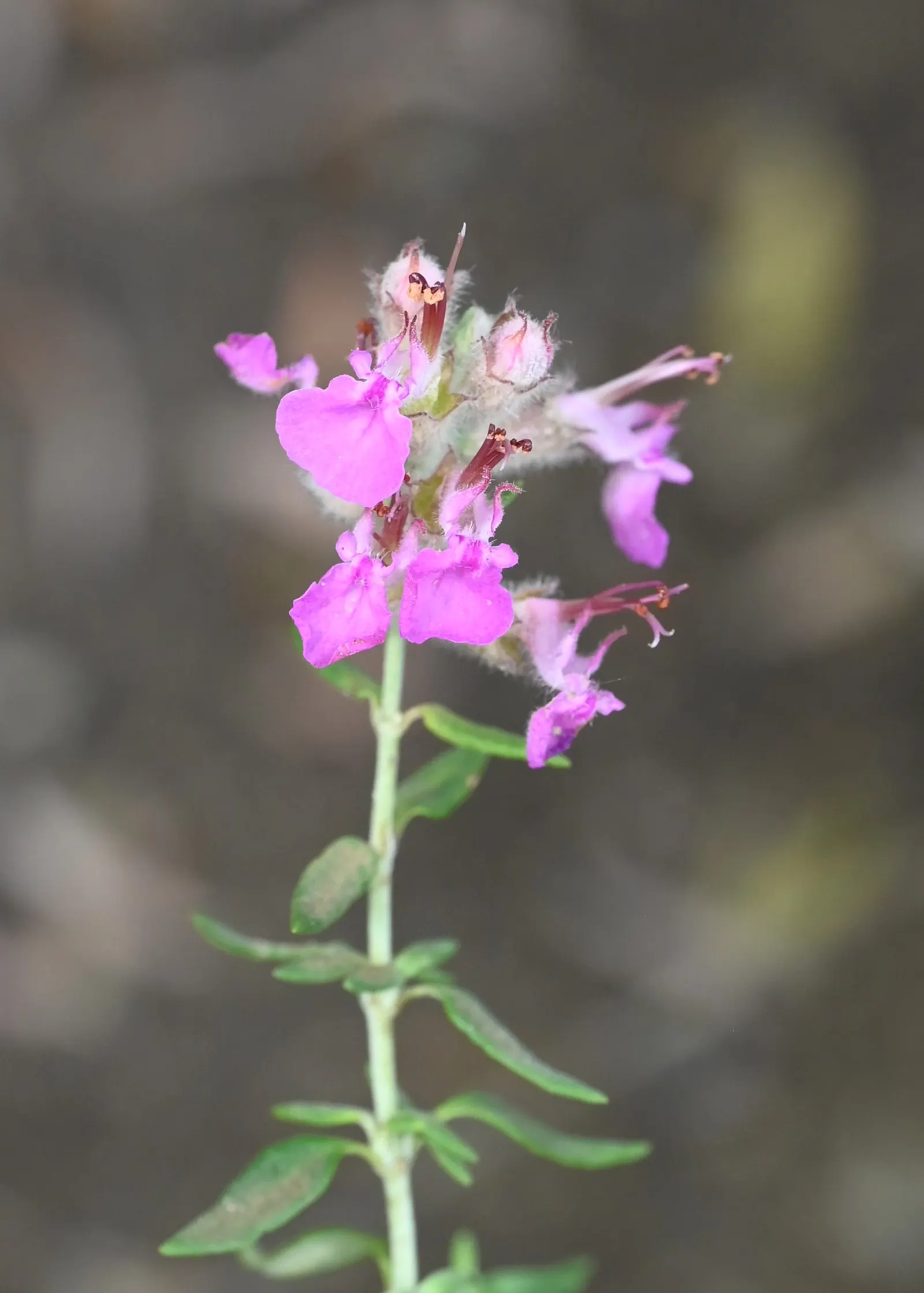 Cat Thyme (Teucrium Marum) — Cat Thyme should be pruned back in early spring to encourage a bushy habit and prevent woodiness at the base