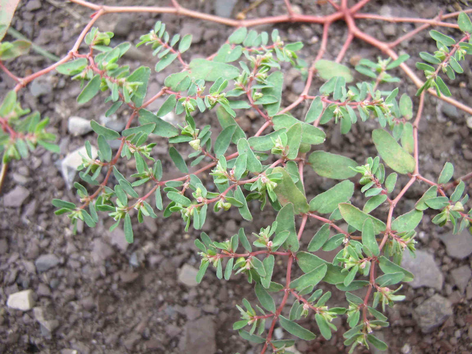 Cat Thyme (Teucrium Marum) — Flourishing in full sun, it reaches 12-18 inches in height and spreads 12 inches wide; it is not a true thyme and actually belongs