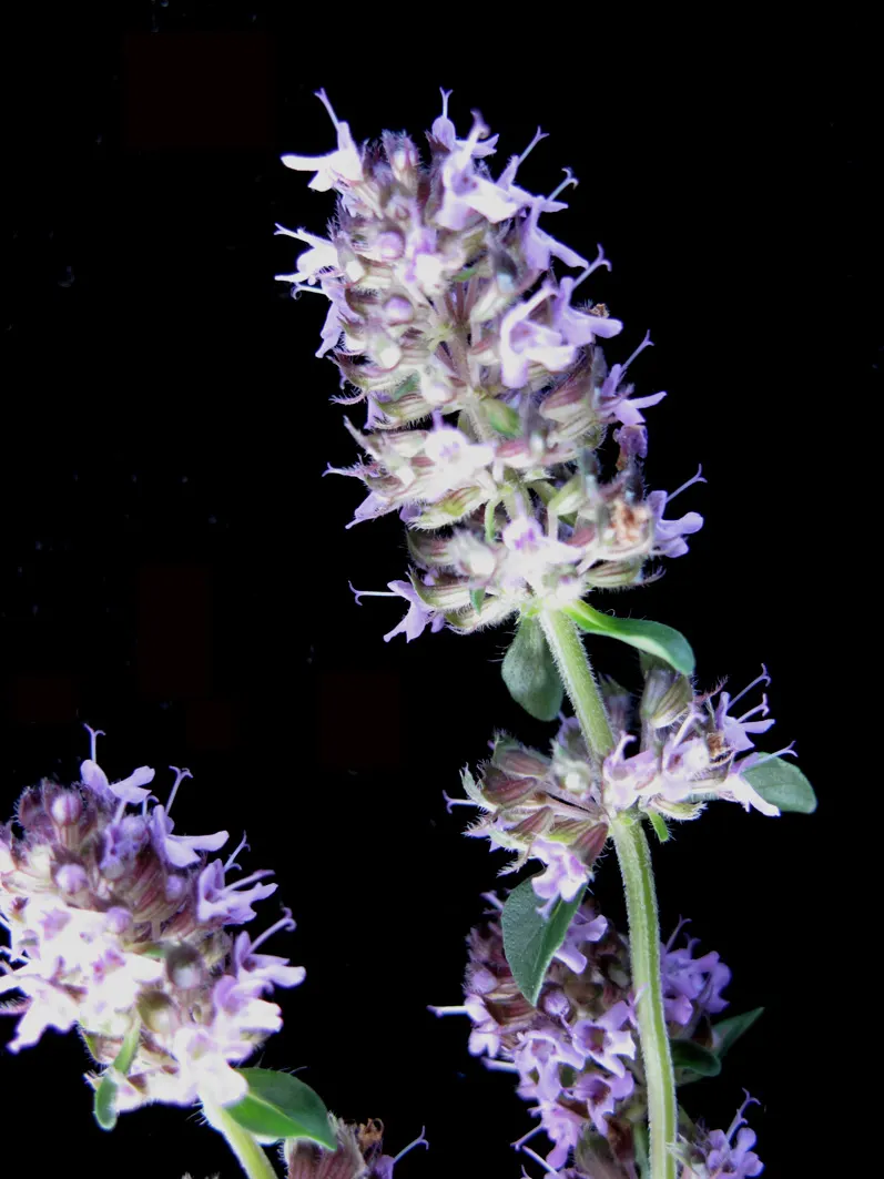 Cat Thyme (Teucrium Marum) — this Mediterranean native requires minimal irrigation