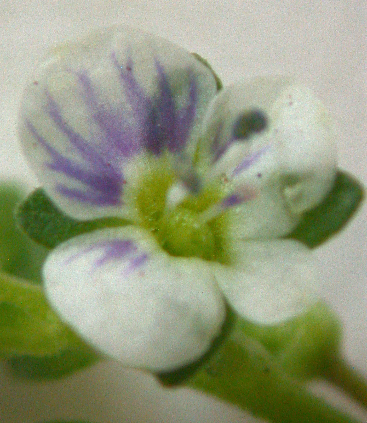 Cat Thyme (Teucrium Marum) — Being drought-tolerant once established