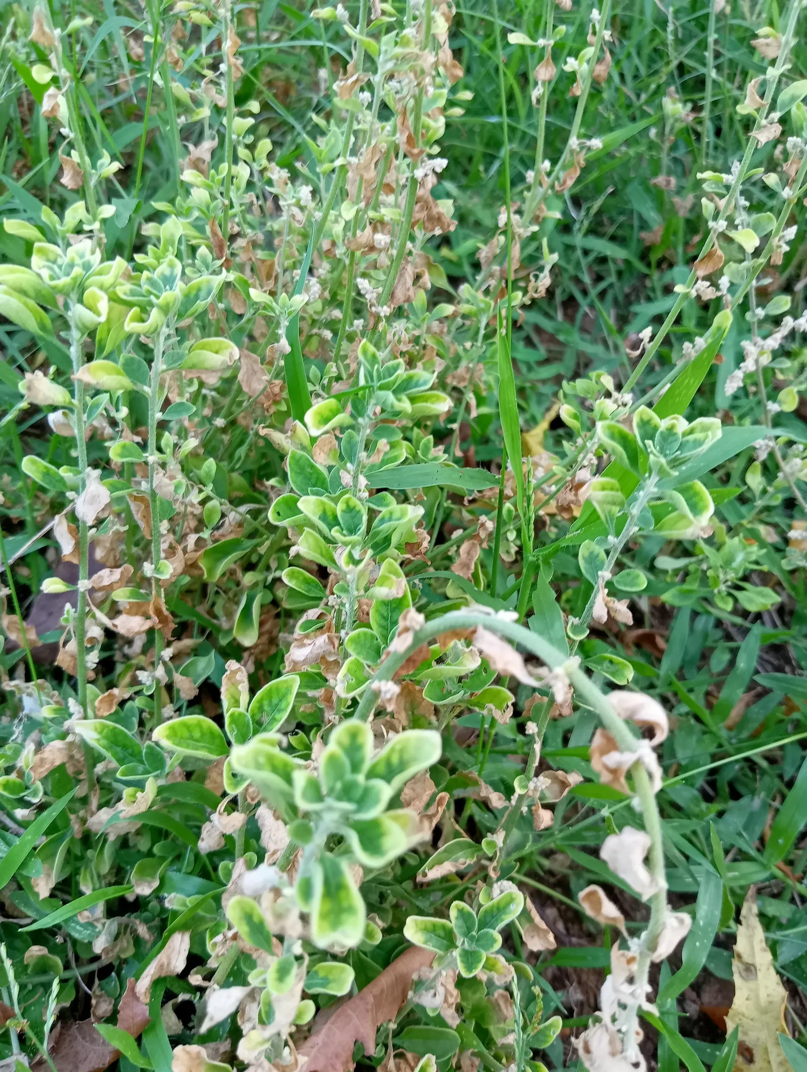 Cat Thyme (Teucrium Marum) — Cat Thyme, Teucrium marum, is a compact, aromatic evergreen sub-shrub