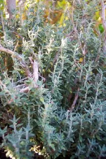 Cat Thyme (Teucrium Marum) — Low-maintenance and drought-tolerant