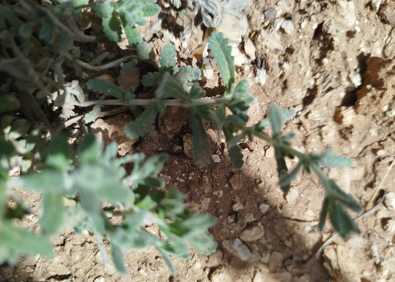 Cat Thyme (Teucrium Marum) — particularly for those looking to attract pollinators while also deterring cats from certain garden areas