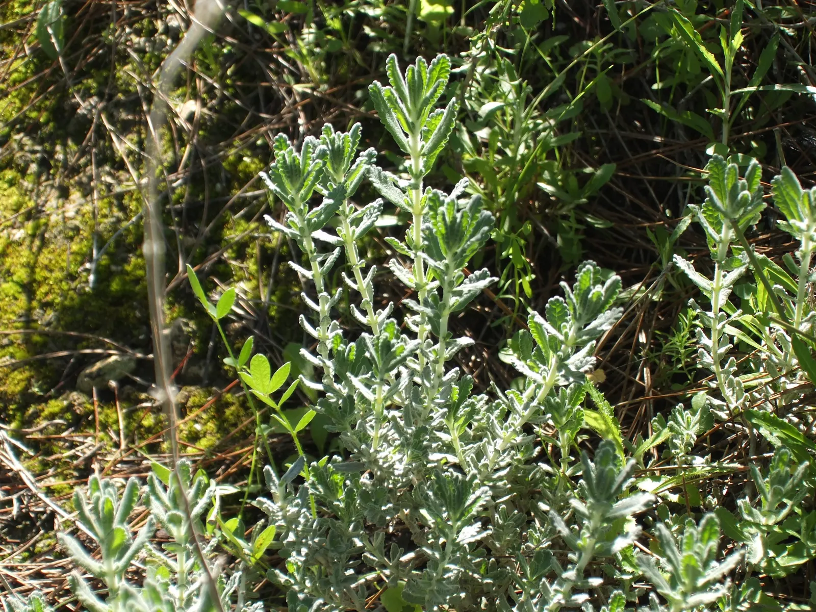 Cat Thyme (Teucrium Marum) — it thrives in well-drained soil