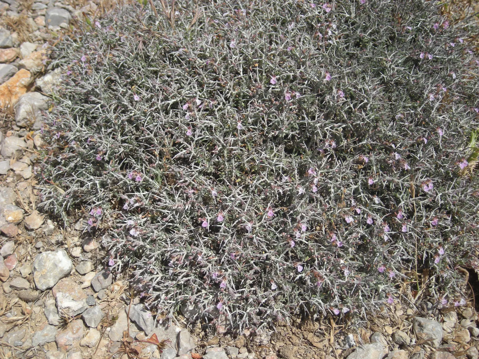 Cat Thyme (Teucrium Marum) — although it can tolerate a hint of shade