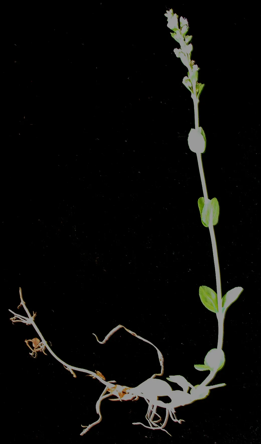 Cat Thyme (Teucrium Marum) — dense mound of gray-green foliage