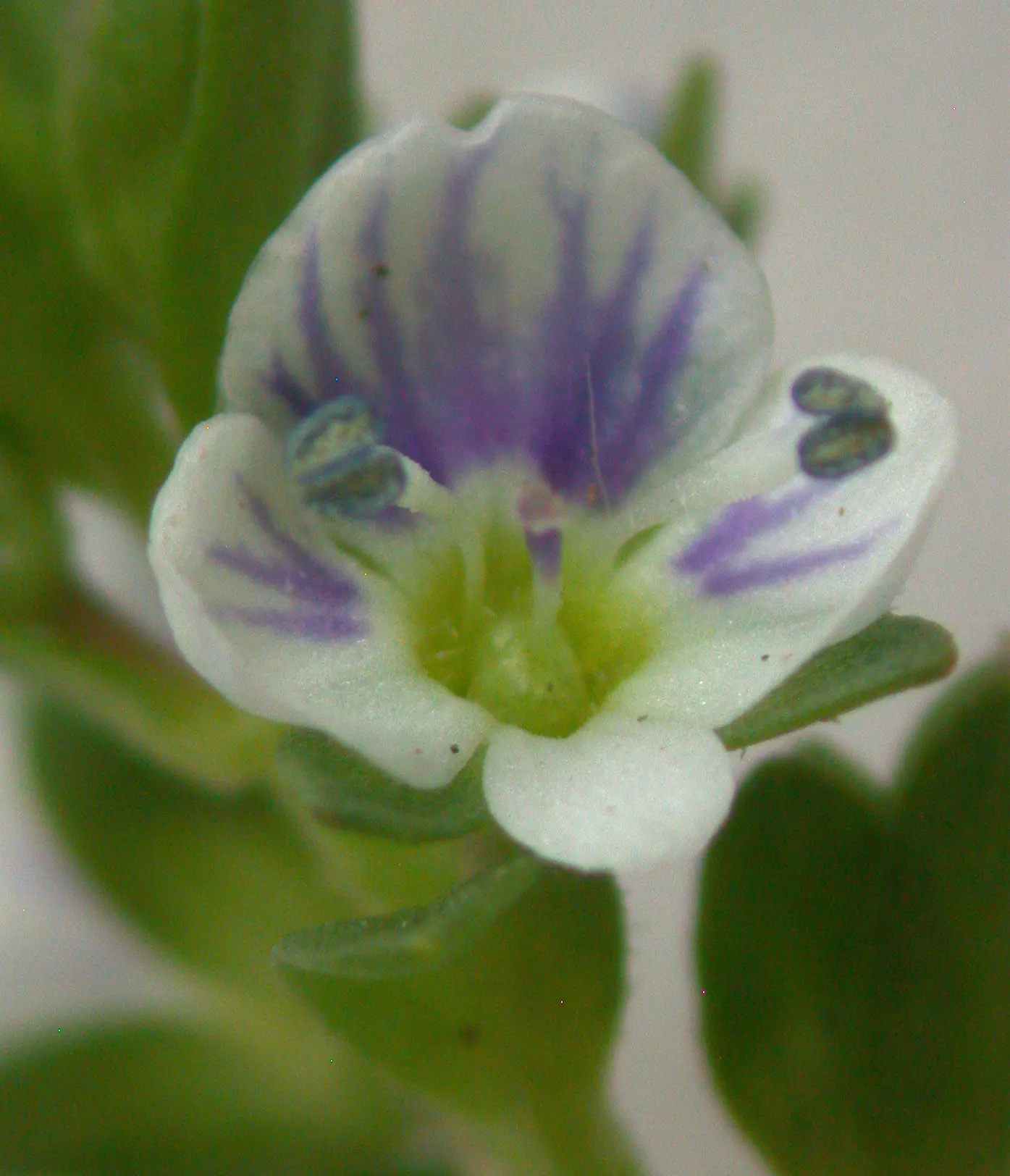 Cat Thyme (Teucrium Marum) — Given its compact size and ornamental appeal