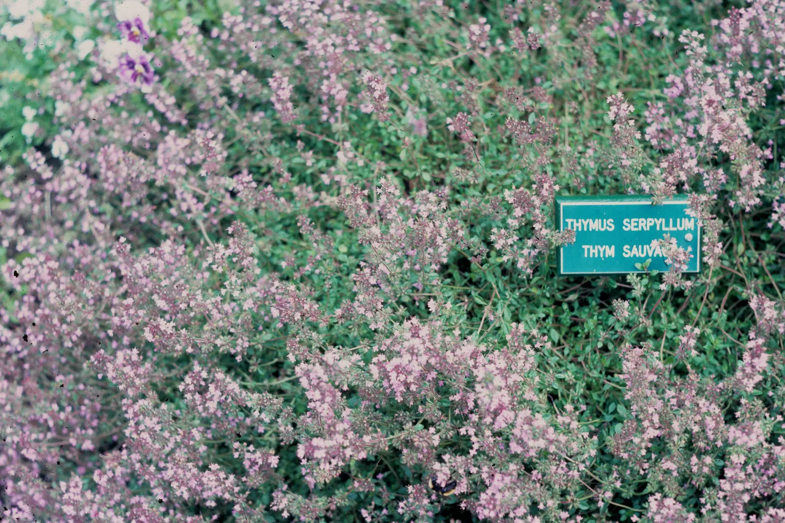 Cat Thyme (Teucrium Marum) — perennial with pink blooms