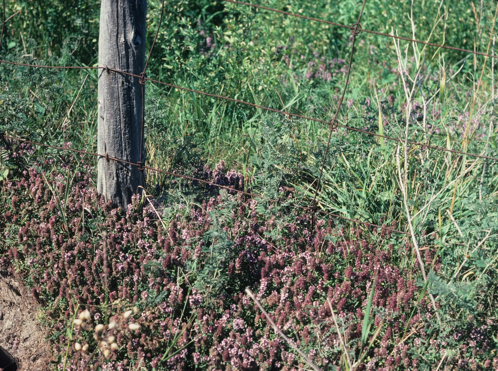 Cat Thyme (Teucrium Marum) — adding both visual and tactile experiences