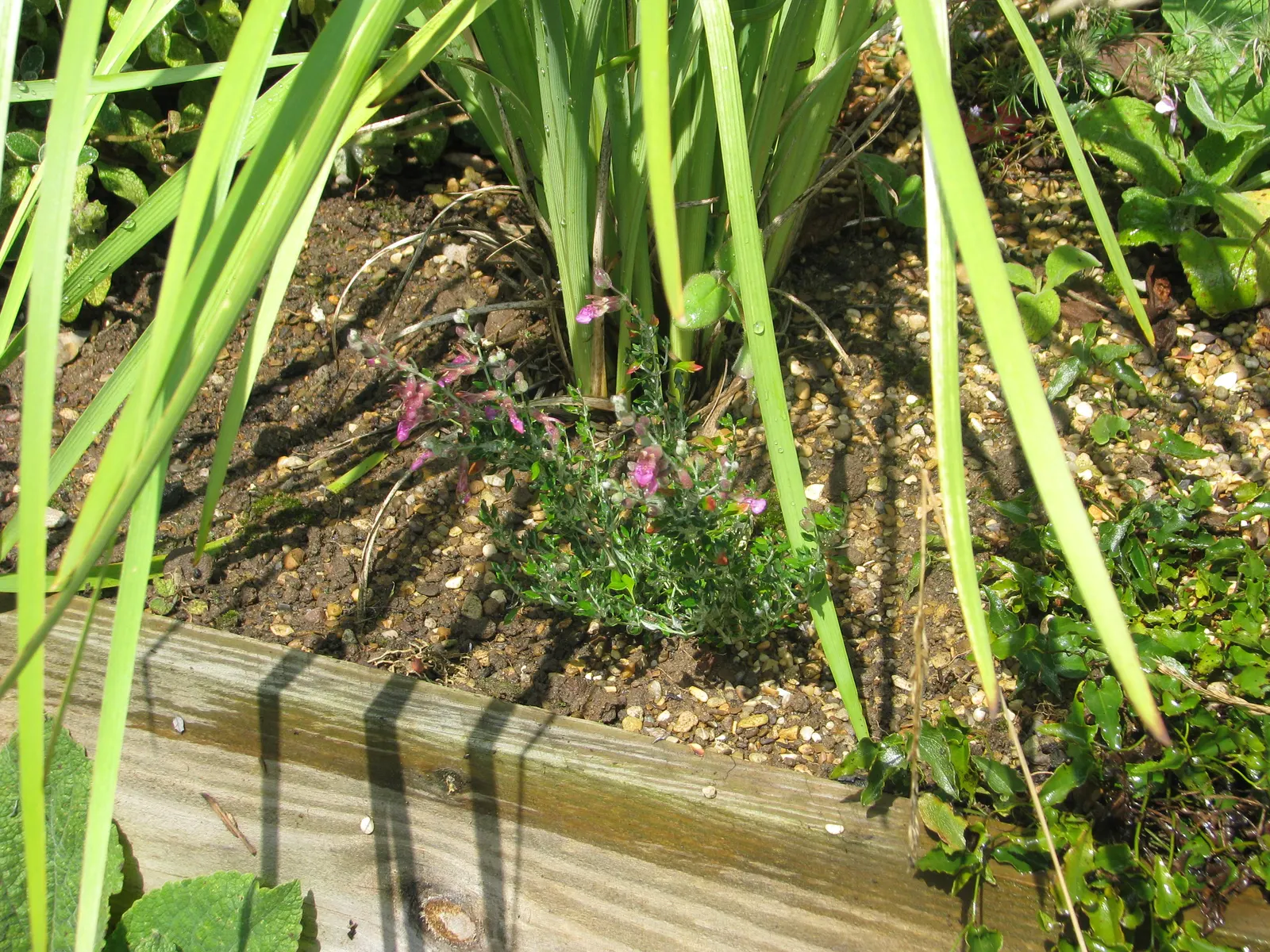 Cat Thyme (Teucrium Marum) — Its small, ovate, gray-green foliage is complemented by dense spikes of pinkish-purple flowers in the summer; adding a dynamic