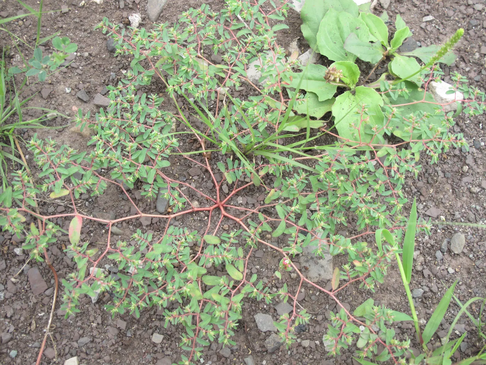 Cat Thyme (Teucrium Marum) — ovate to lance-shaped leaves about 0.5 to 1 inch long