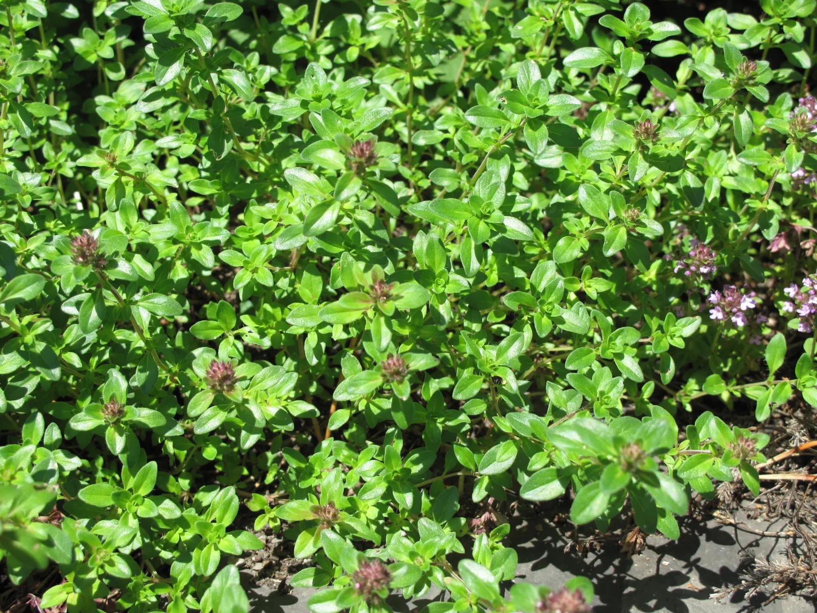 Cat Thyme (Teucrium Marum) — perennial for full