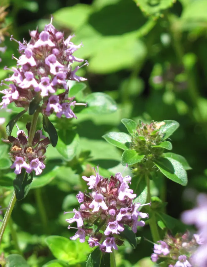 Cat Thyme (Teucrium Marum) — it is not a true thyme and actually belongs to the mint family