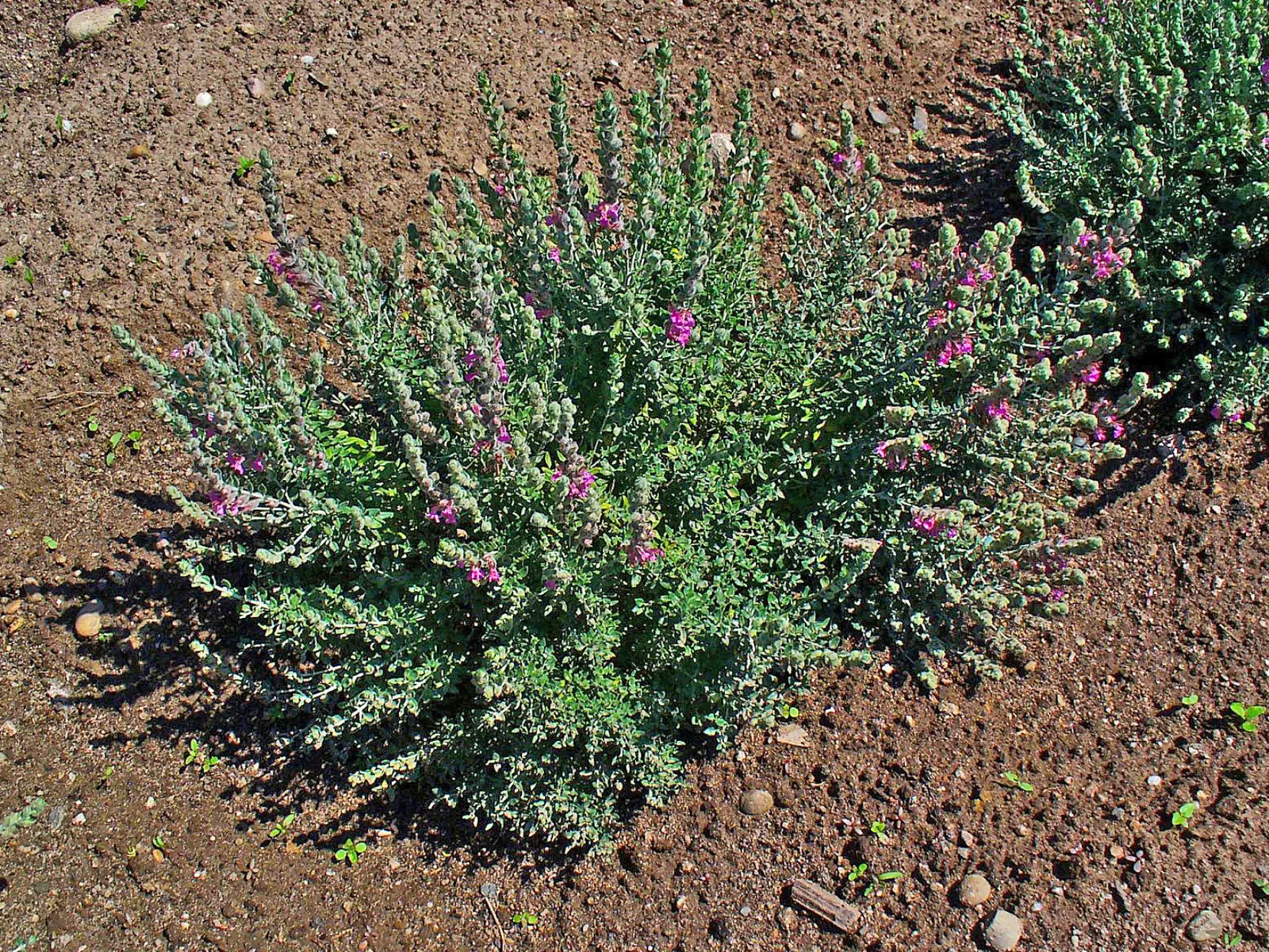 Cat Thyme (Teucrium Marum) — it thrives in well-drained soil; perennial for full