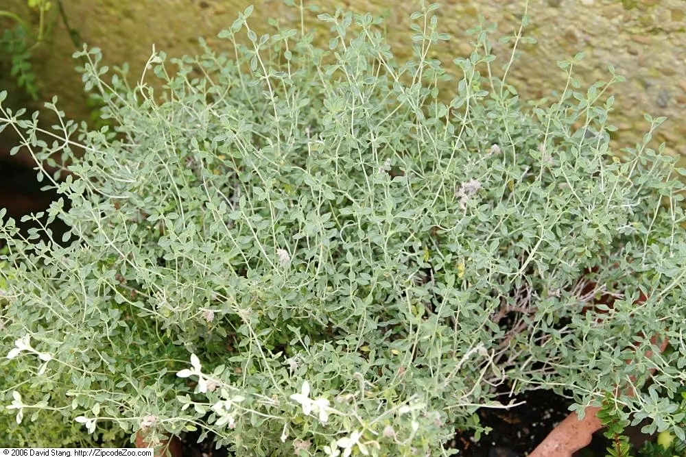 Cat Thyme (Teucrium Marum) — Teucrium marum prefers well-drained soil and full sun exposure