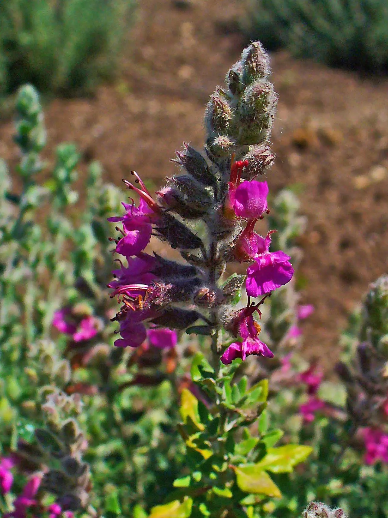 Cat Thyme (Teucrium Marum) — Cat Thyme, Teucrium marum, is a compact, aromatic evergreen sub-shrub; low-maintenance and drought-tolerant