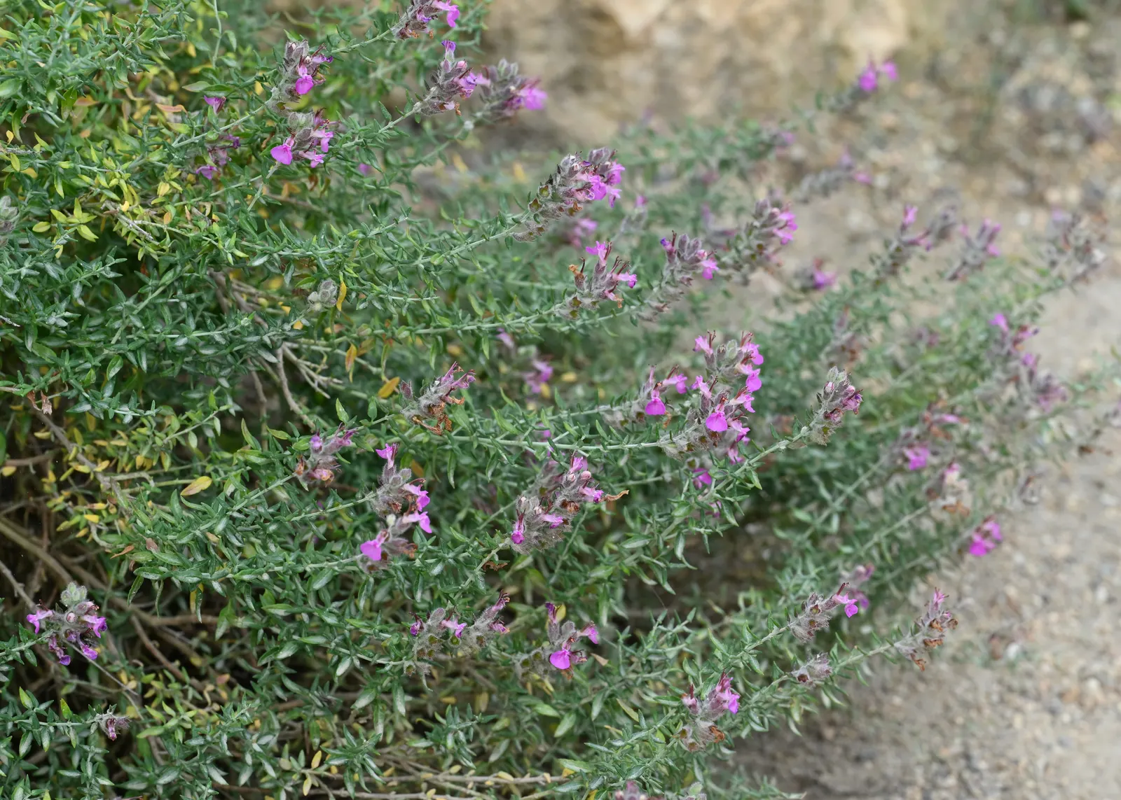 Cat Thyme (Teucrium Marum) — or a sensory garden highlight